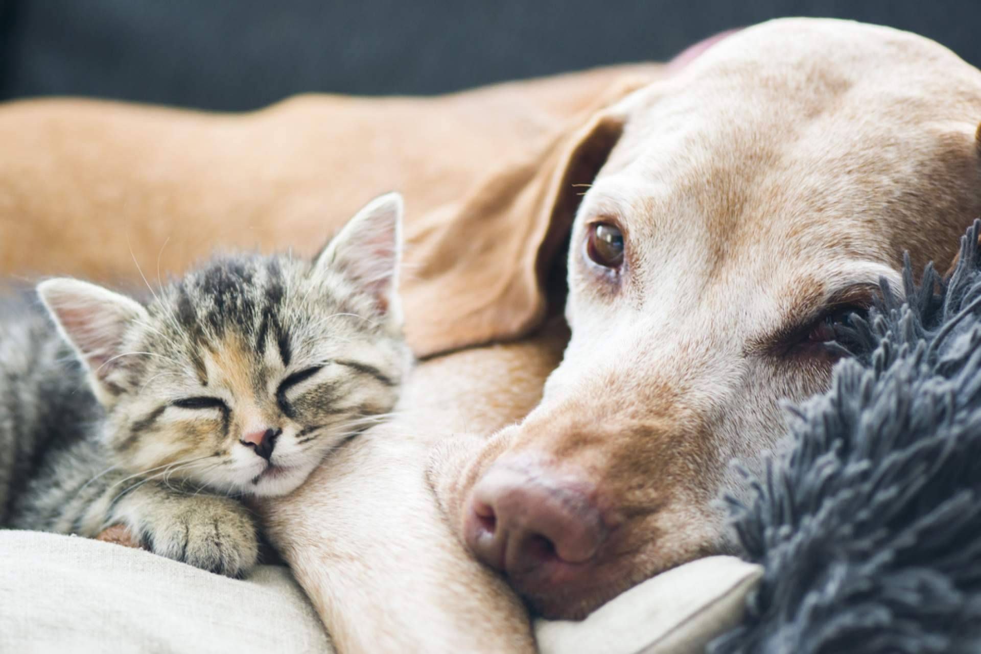 Mejorar la salud de las mascotas con aromaterapia para perros y gatos de la mano de Mooiza