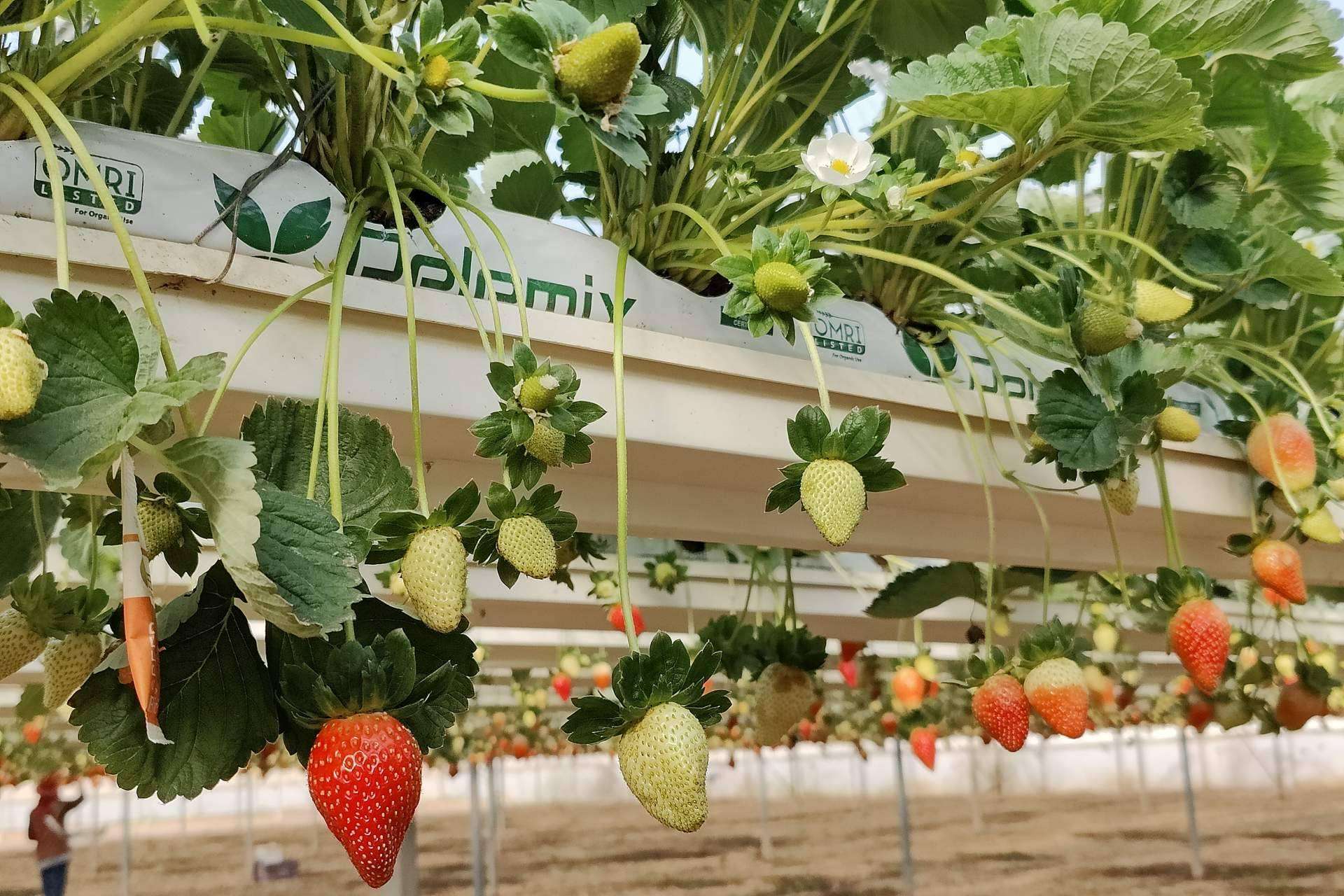 Criterios a considerar cuando se planta en un invernadero con bolsas de cultivo