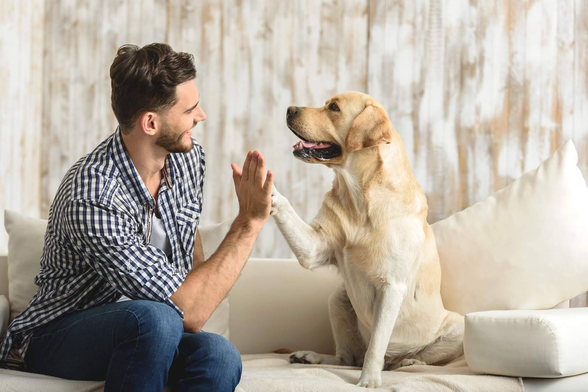El adiestramiento y el amor son insuficientes para tener el perro que se quiere