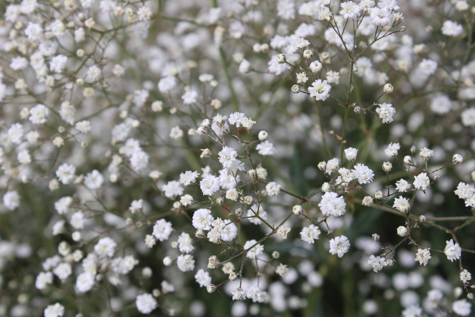 ¿Por qué la paniculata blanca es una de las flores favoritas?, por Rosistirem