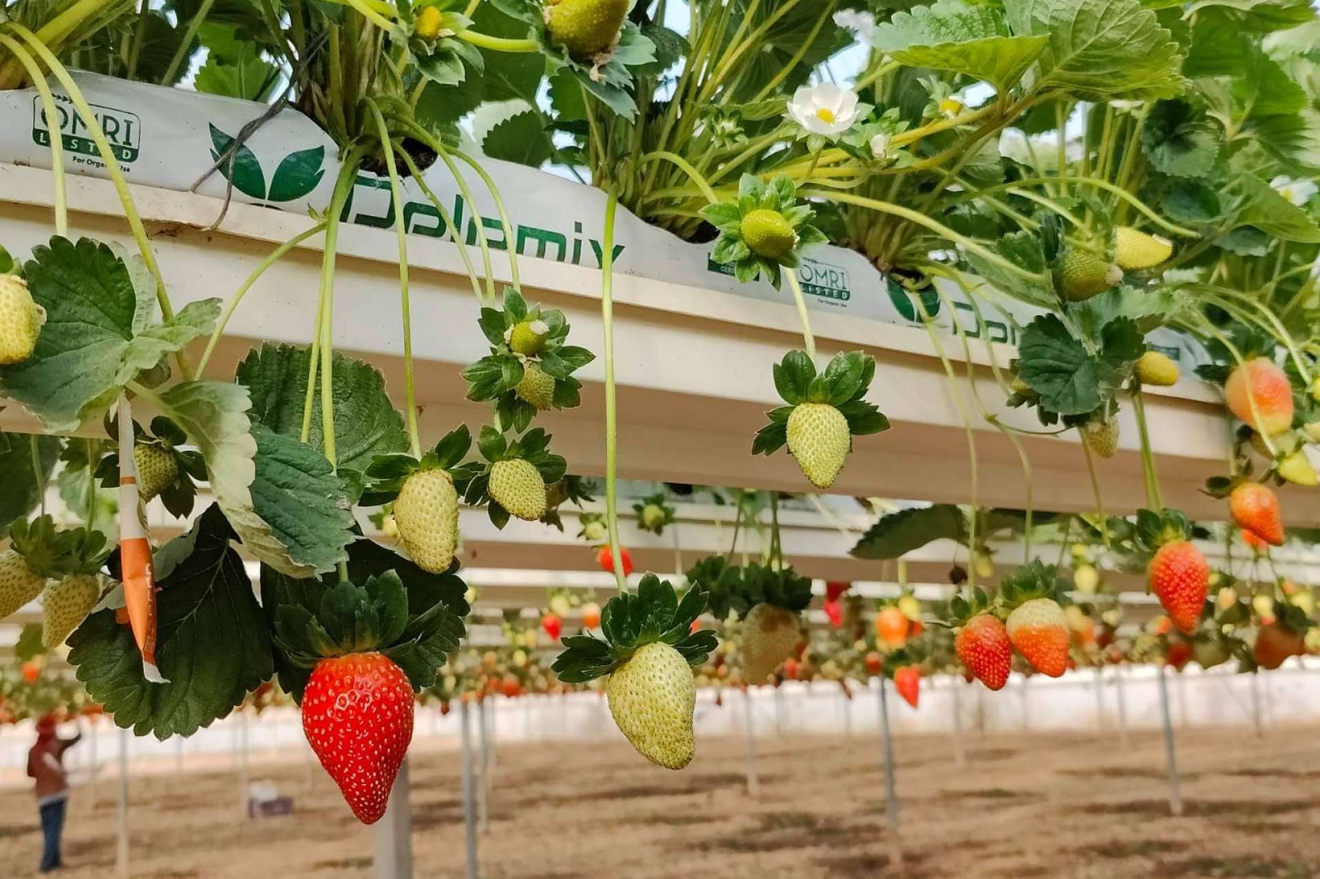 Mejorar la calidad y la uniformidad de las cosechas de frutos rojos