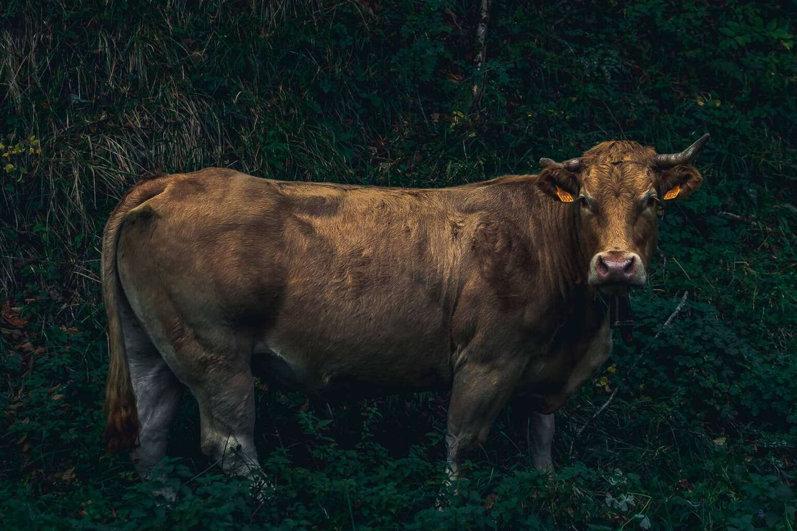 Txogitxu es una carne de vaca vieja que vale la pena probar