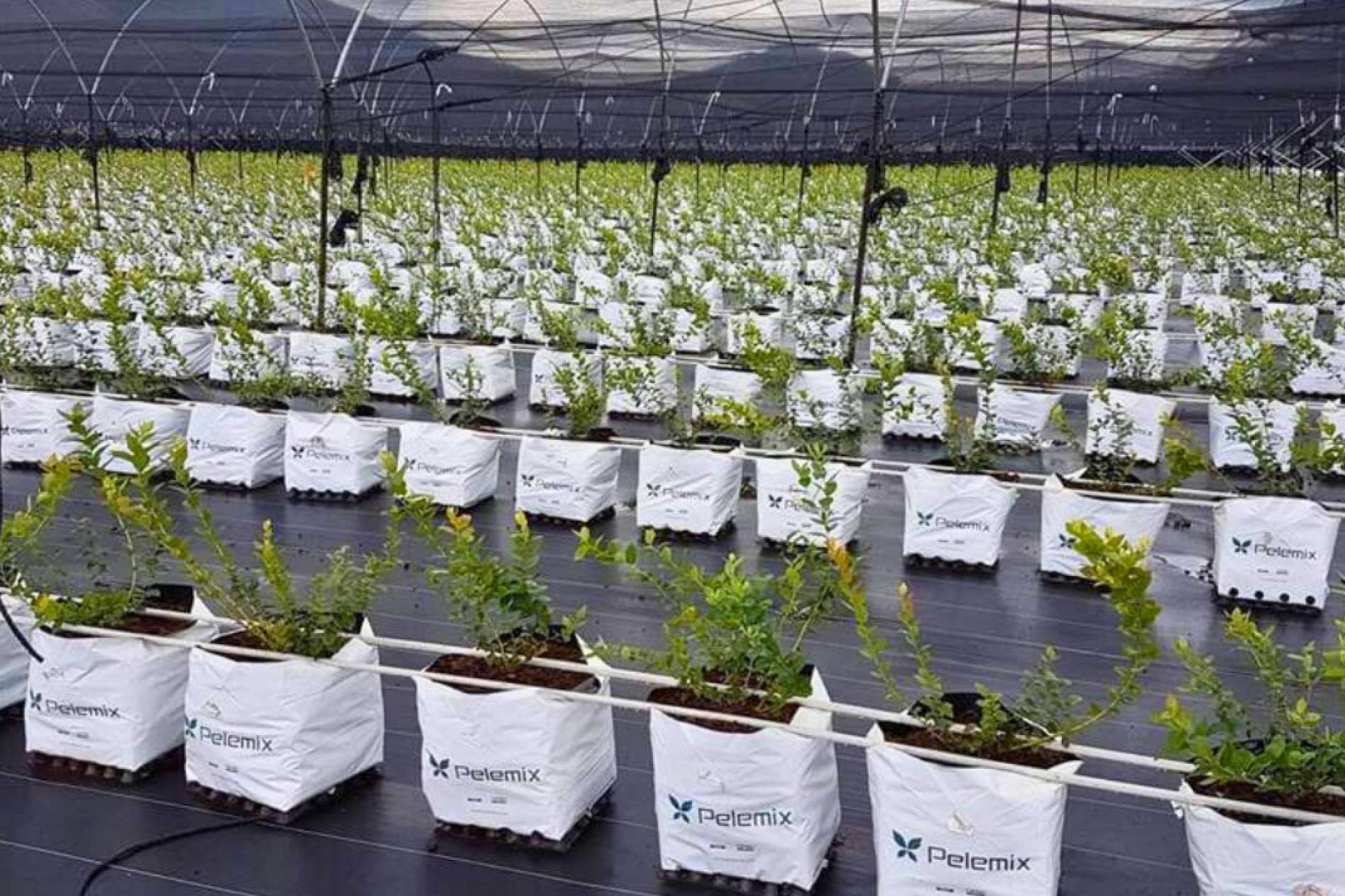 Planificar un invernadero con bolsas de cultivo con estos 5 criterios
