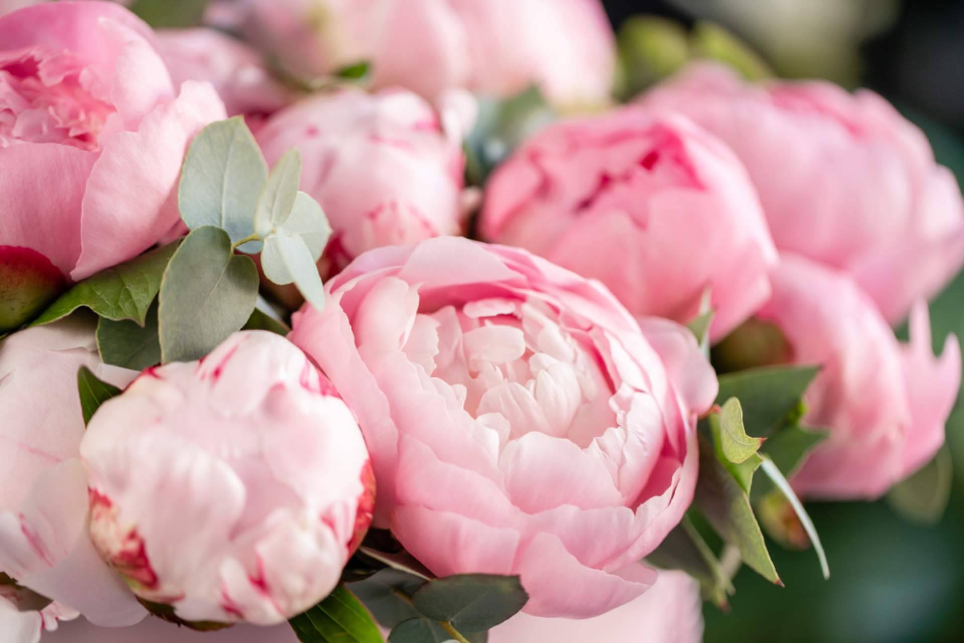 Aprovechar la época de peonías con la tienda online Rosistirem