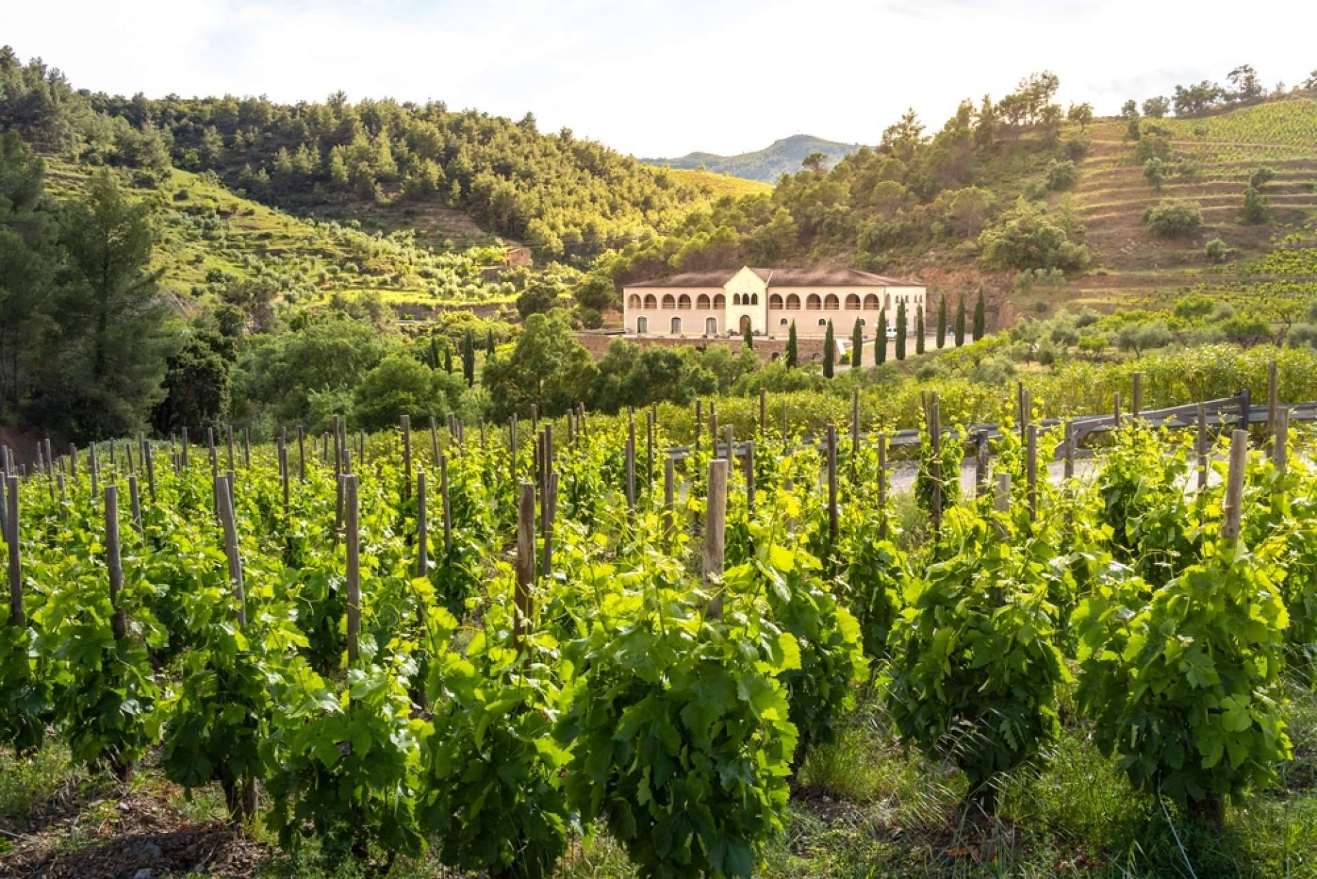 ¿Cómo conectar con la naturaleza del Priorat? Terra Dominicata