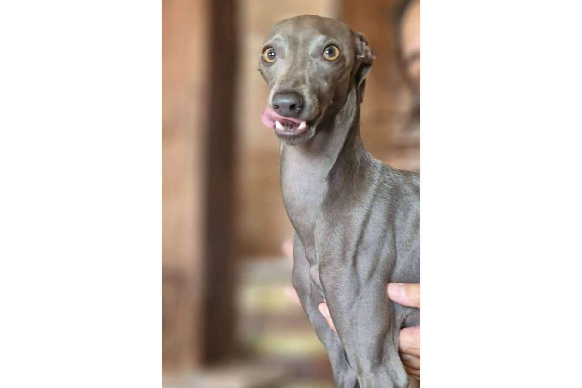 Los perros vuelven al colegio con PERROBUENO