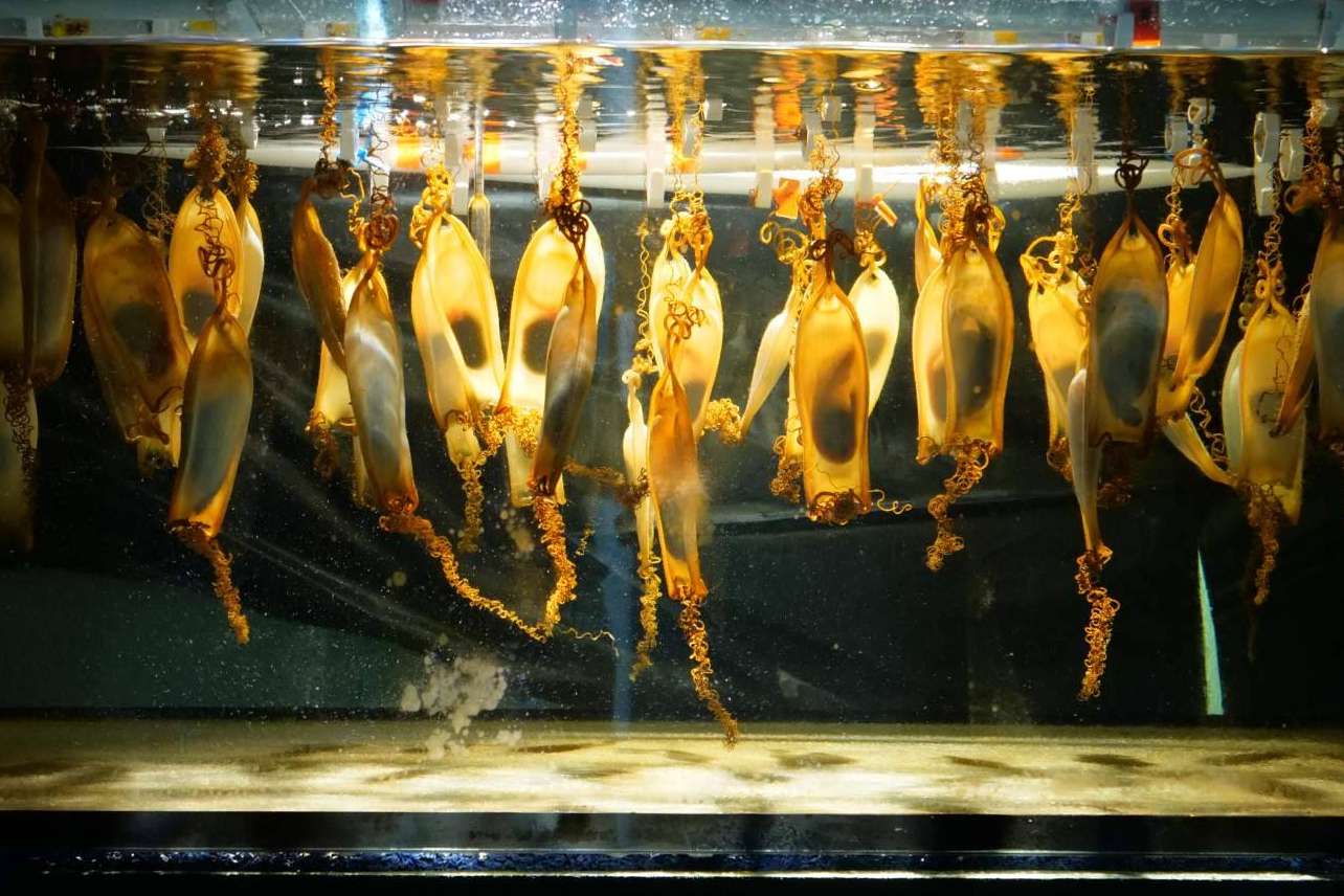Compromiso educativo y medioambiental de Palma Aquarium en Mallorca