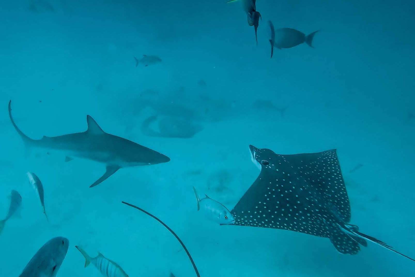 Descubrir la vida marina de Rasdhoo, con Drop Dive Maldives