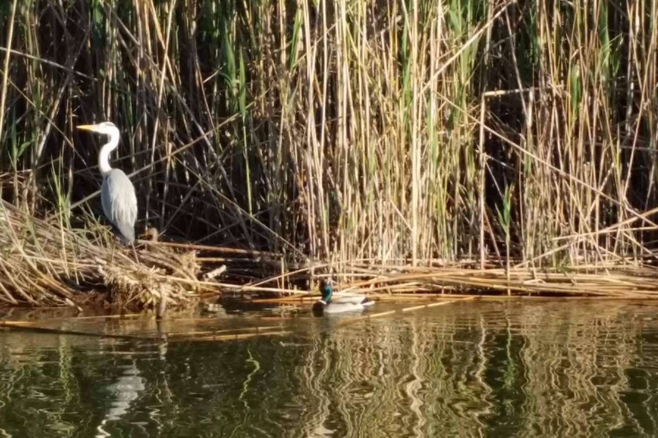 Este otoño, disfrutar de la llegada de aves invernales de la mano de Albumar