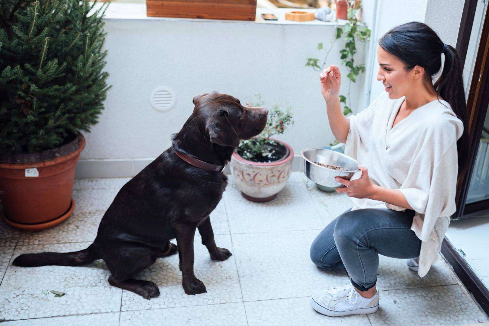 El seguro de VetEasy para cumplir la nueva Ley de Bienestar Animal