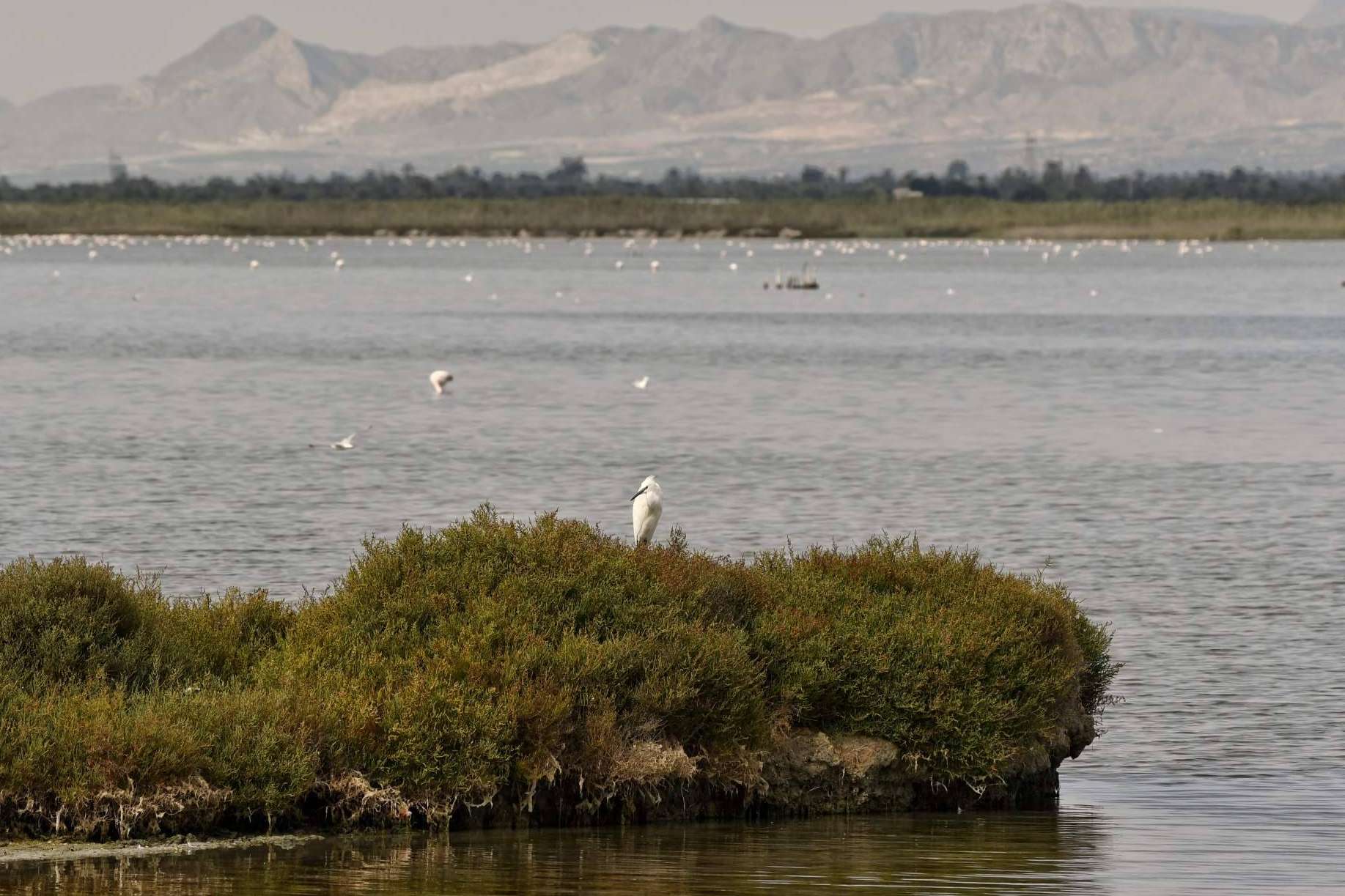 Sal marina ecológica de Bras del Port; sostenible y generadora de biodiversidad