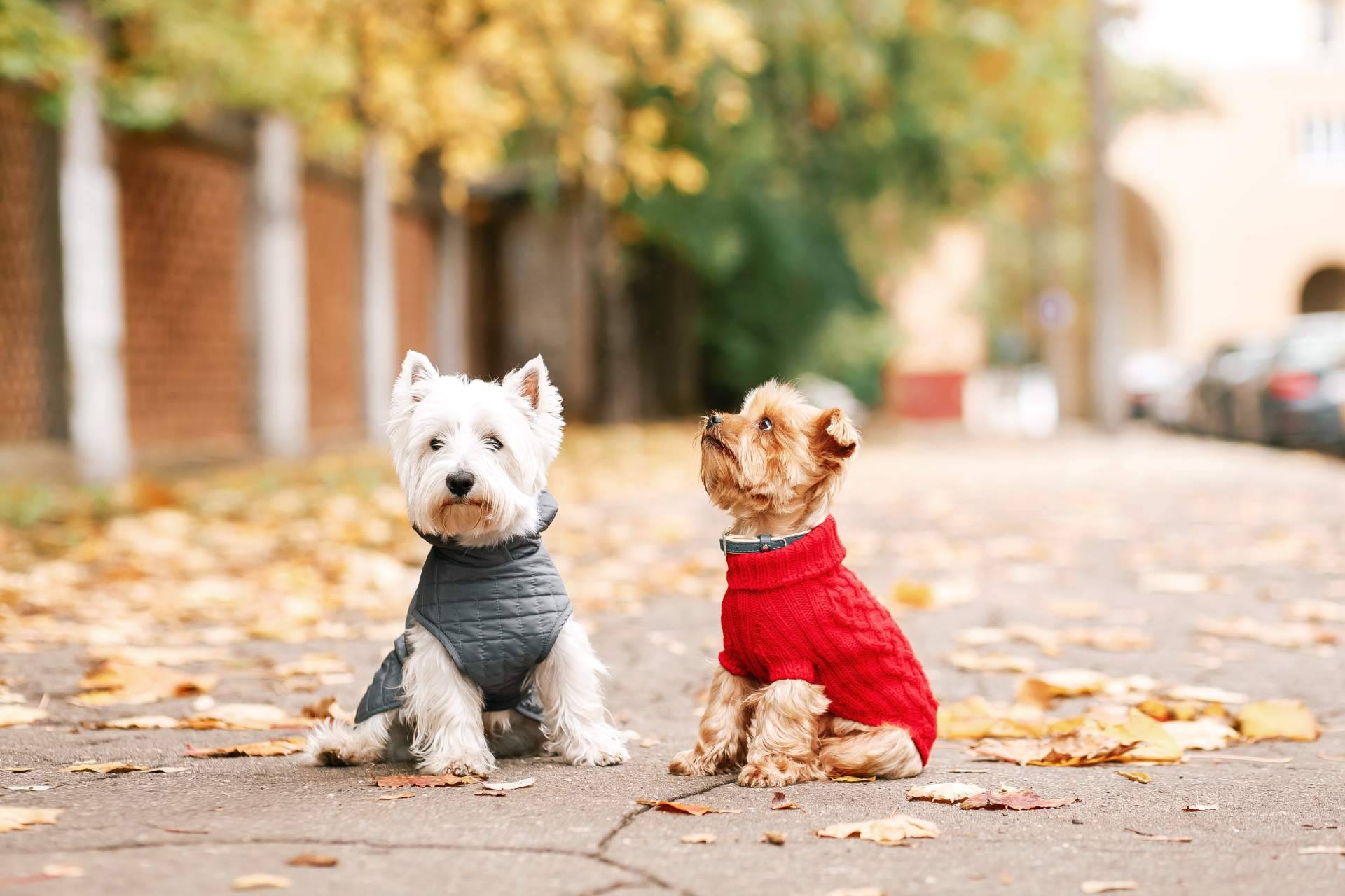 La ropa para perros; beneficios y recomendaciones para mejorar la salud de la mascota