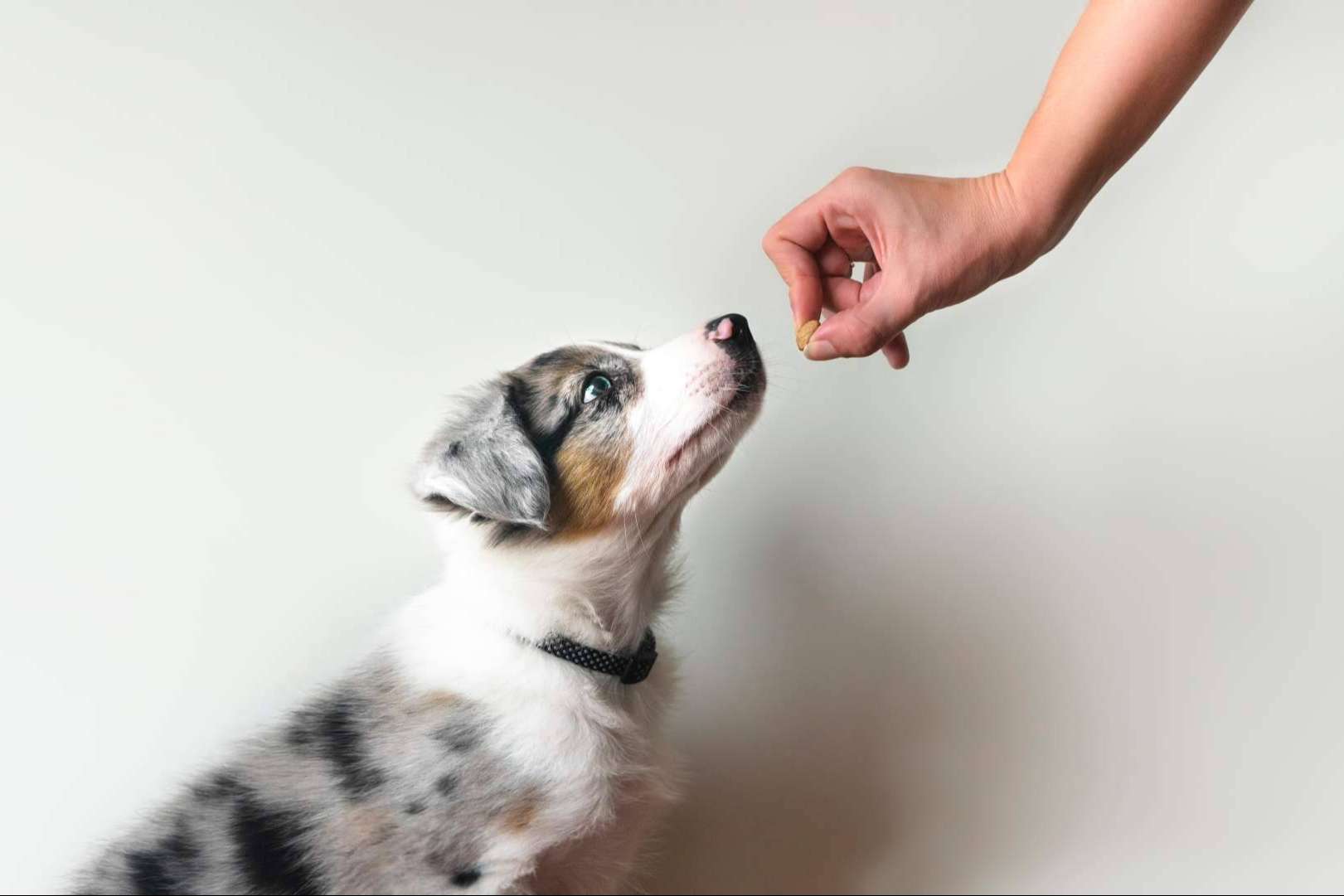 El centro veterinario en Parla que prioriza el bienestar de las mascotas, Centro Veterinario El Nido