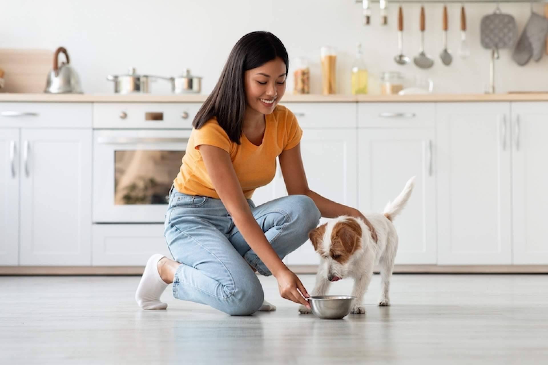 Problemas articulares en perros; cómo ayudarles a través de su alimentación