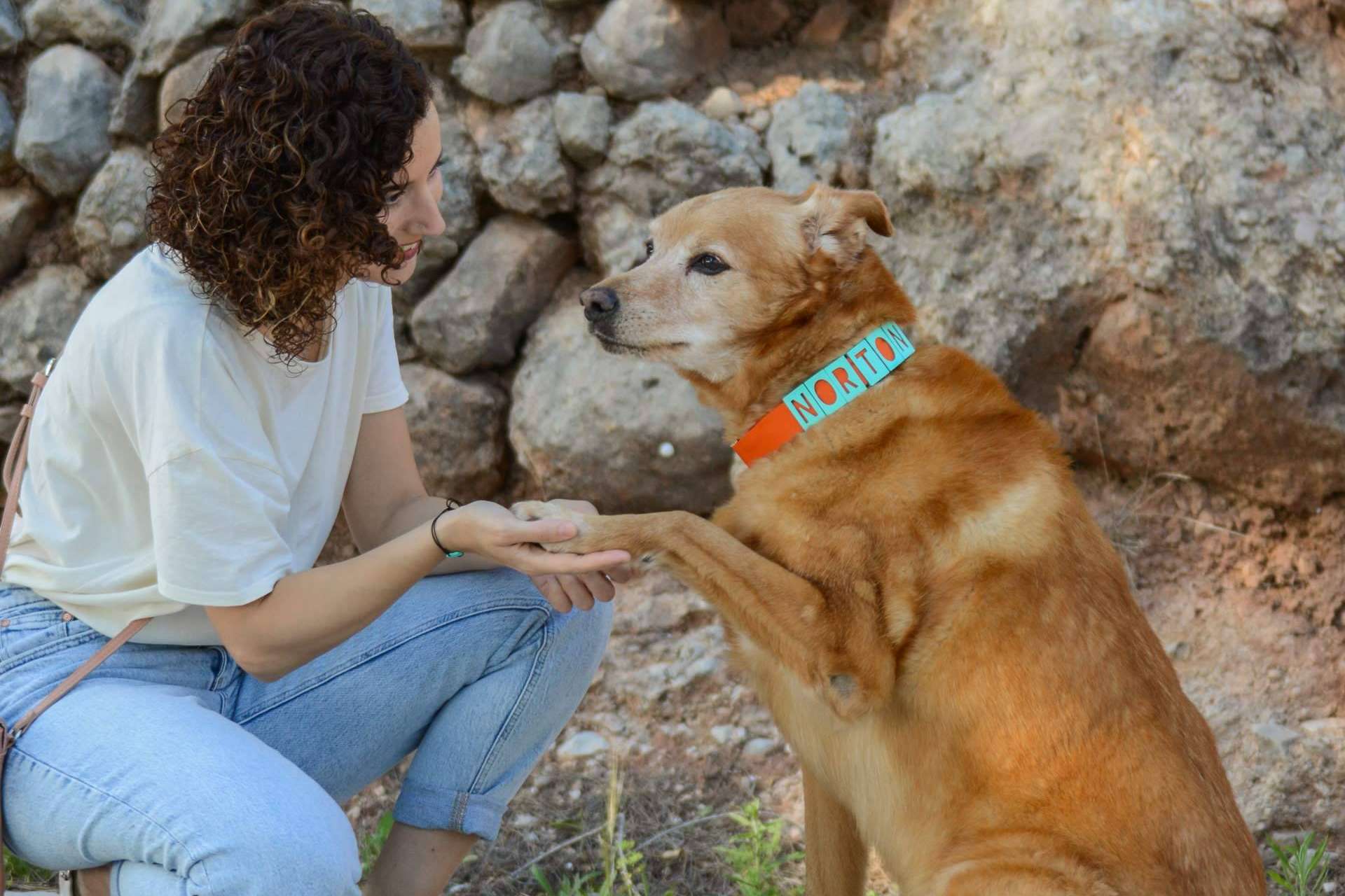 Los collares perros personalizados de Seron Estilo