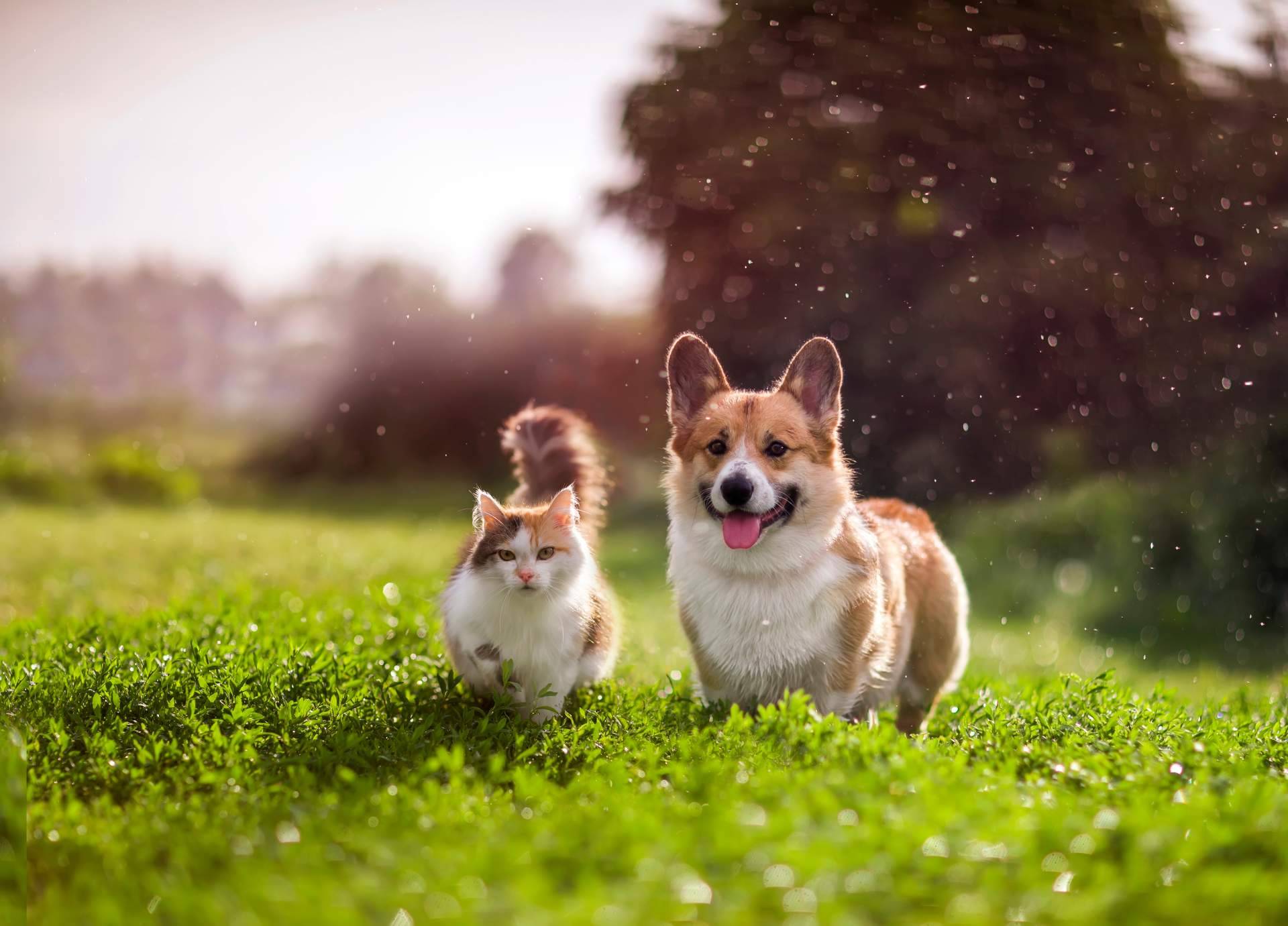 Entrevista a la app para adopción de perros y gatos Amazdog
