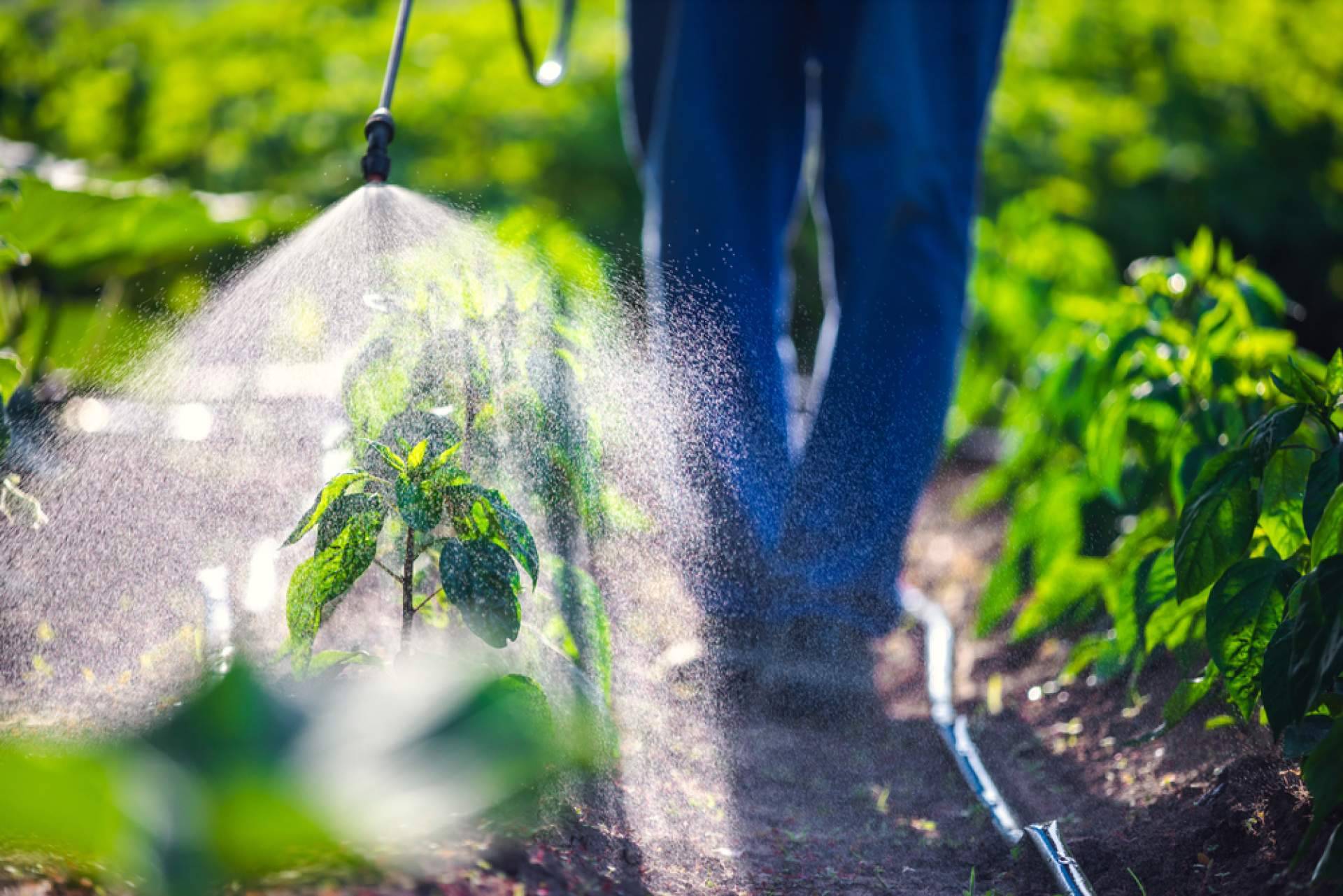 Consejos para cultivar vegetales utilizando bolsas de fibra de coco con Pelemix
