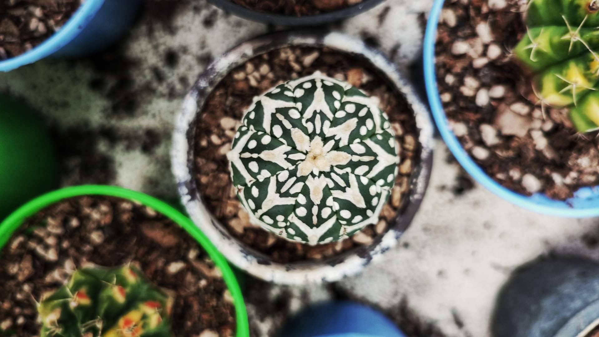 Unirse a la tendencia de las miniplantas y recibir una de regalo con la primera compra en Miniplanta