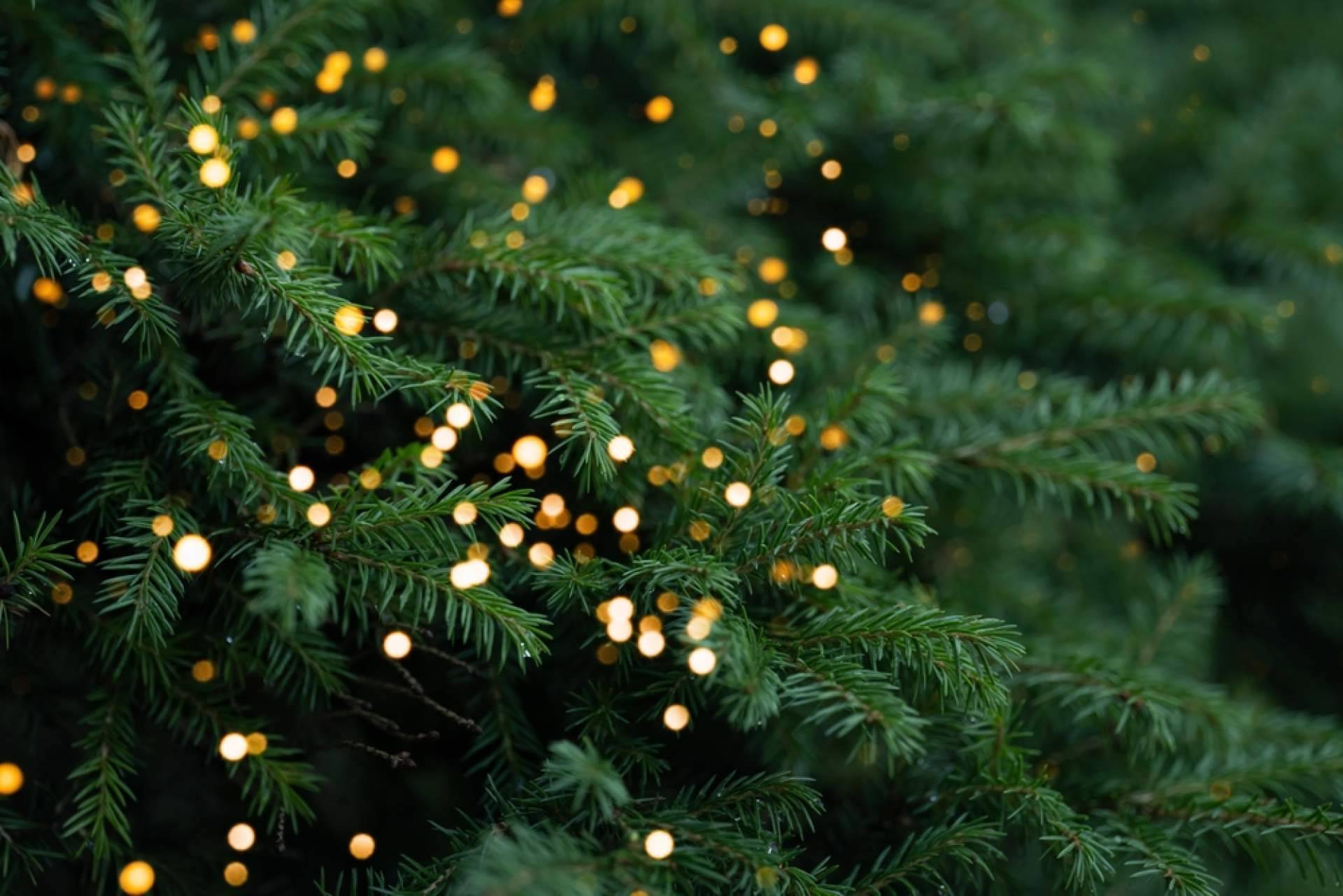 Navet facilita la compra de árboles de Navidad sostenibles