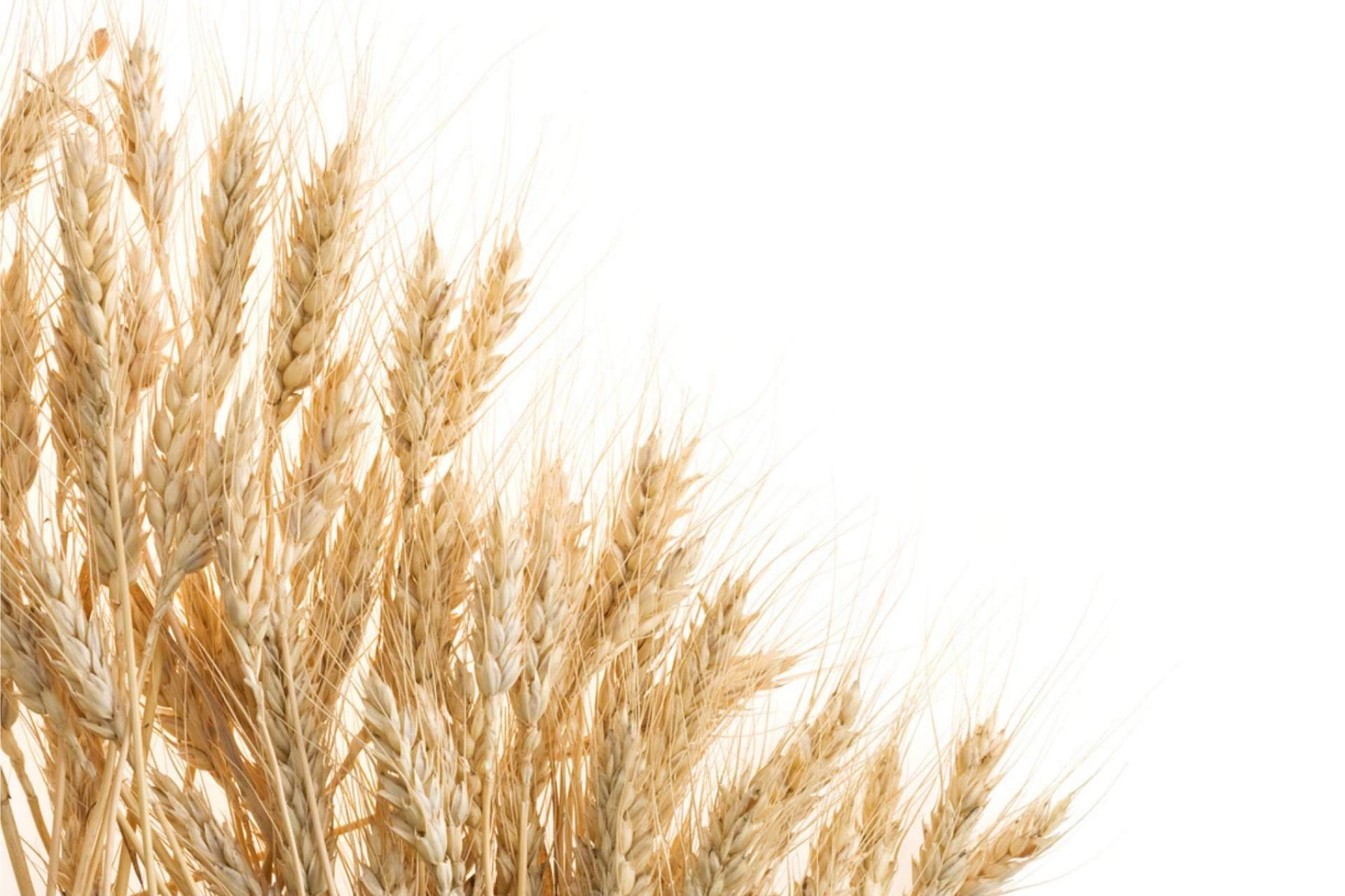 FITstore pone a disposición la harina de avena de sabores