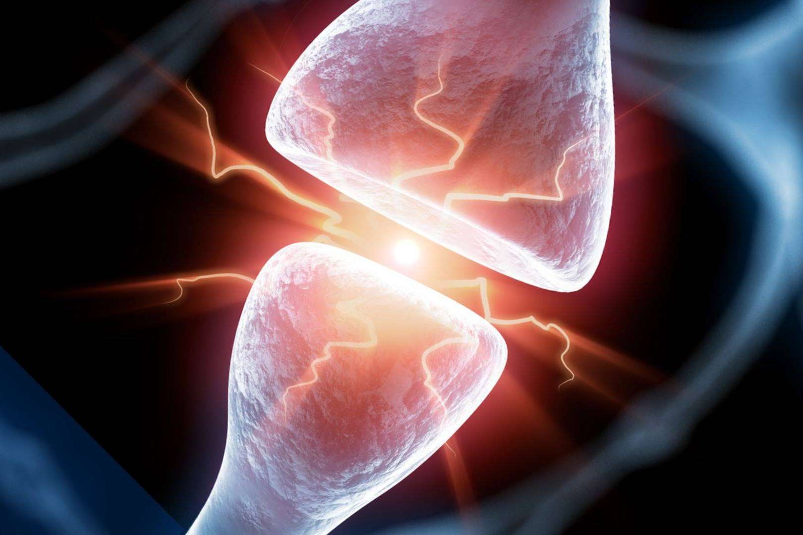 ANE International ofrece especializaciones en neurociencia y todas sus aplicaciones