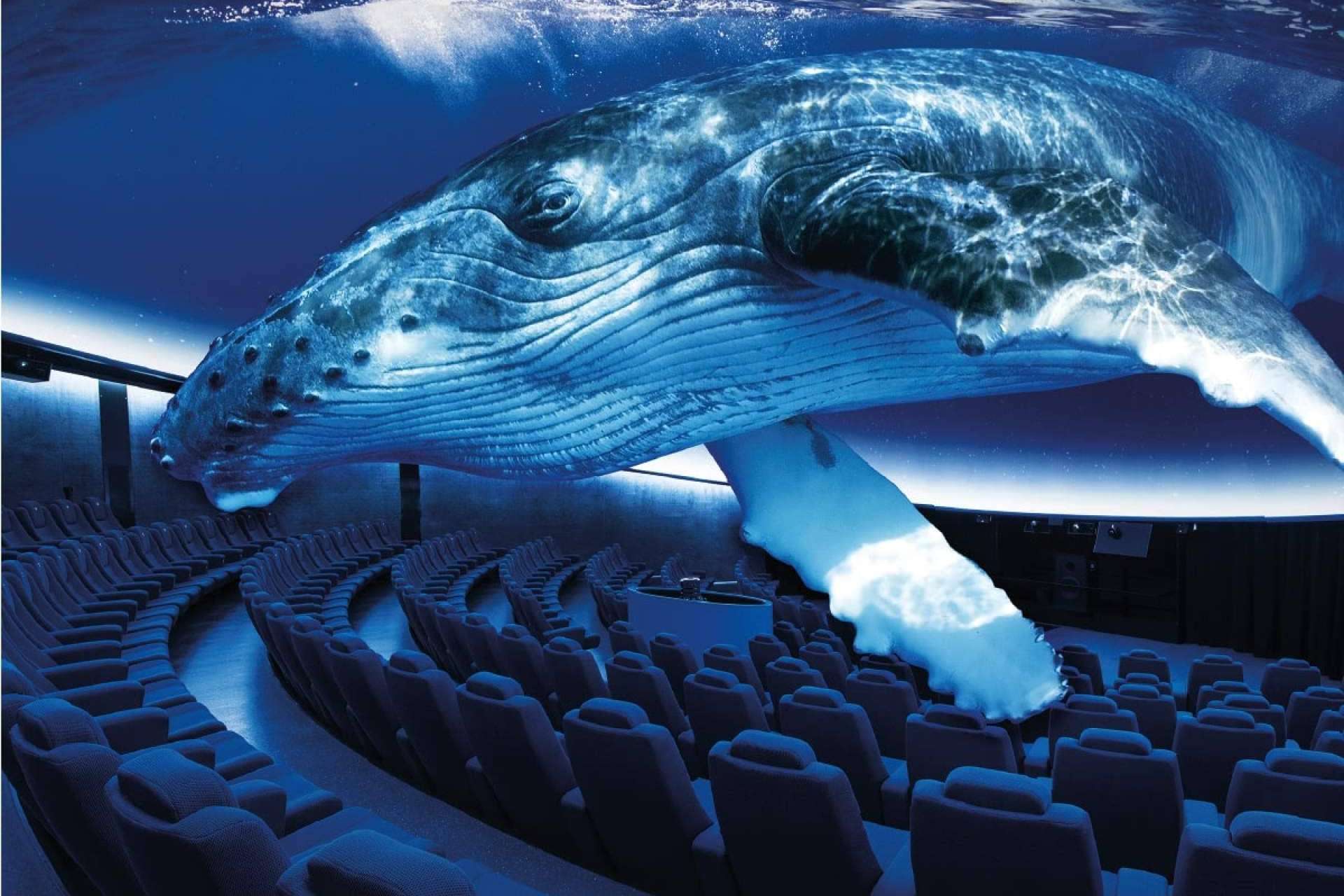 ¿Qué experiencias únicas y actividades no pueden faltar en una visita a Palma Aquarium?