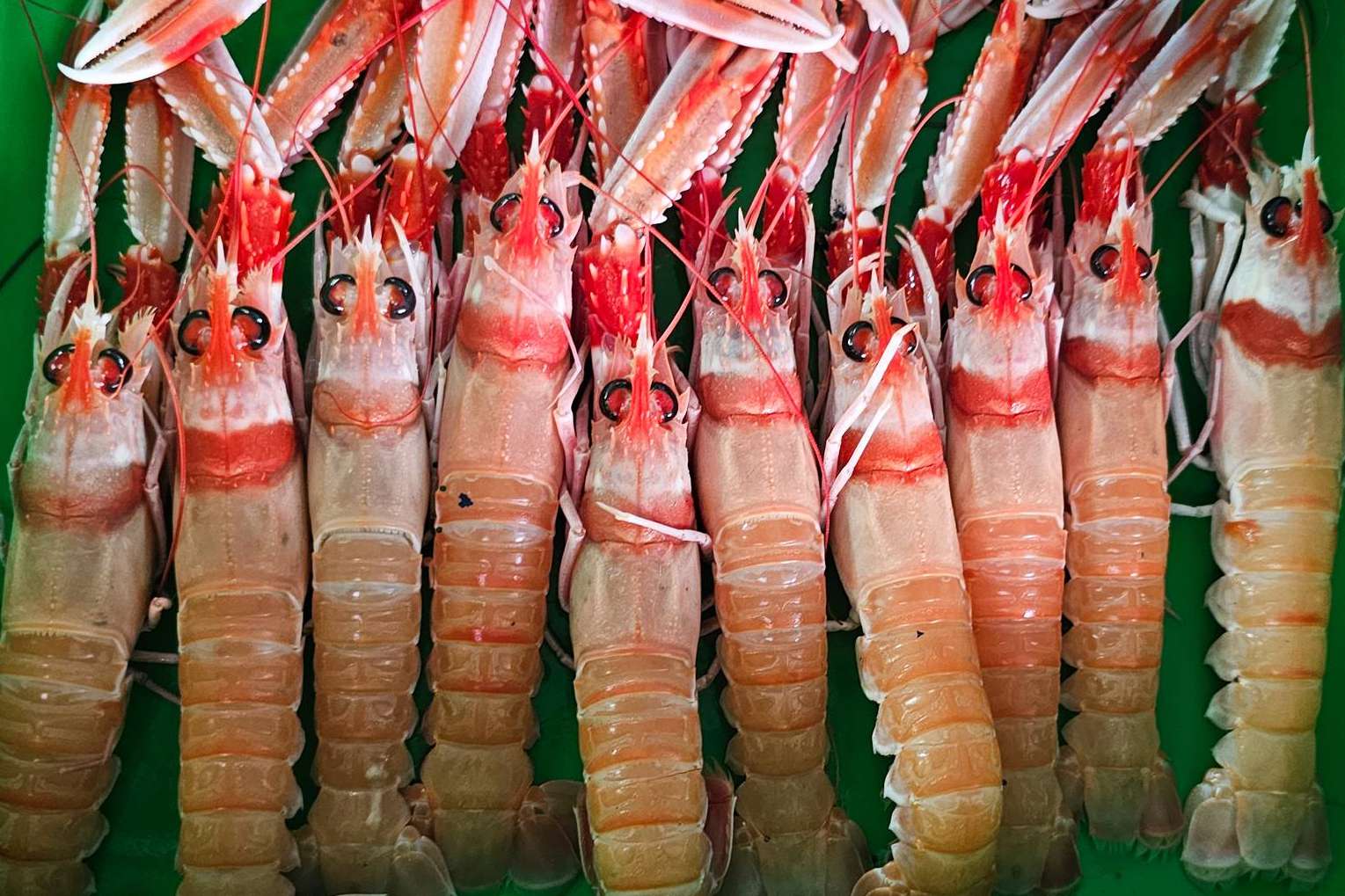 Las ventajas de comprar marisco para Navidad, con Lonja de Ayamonte