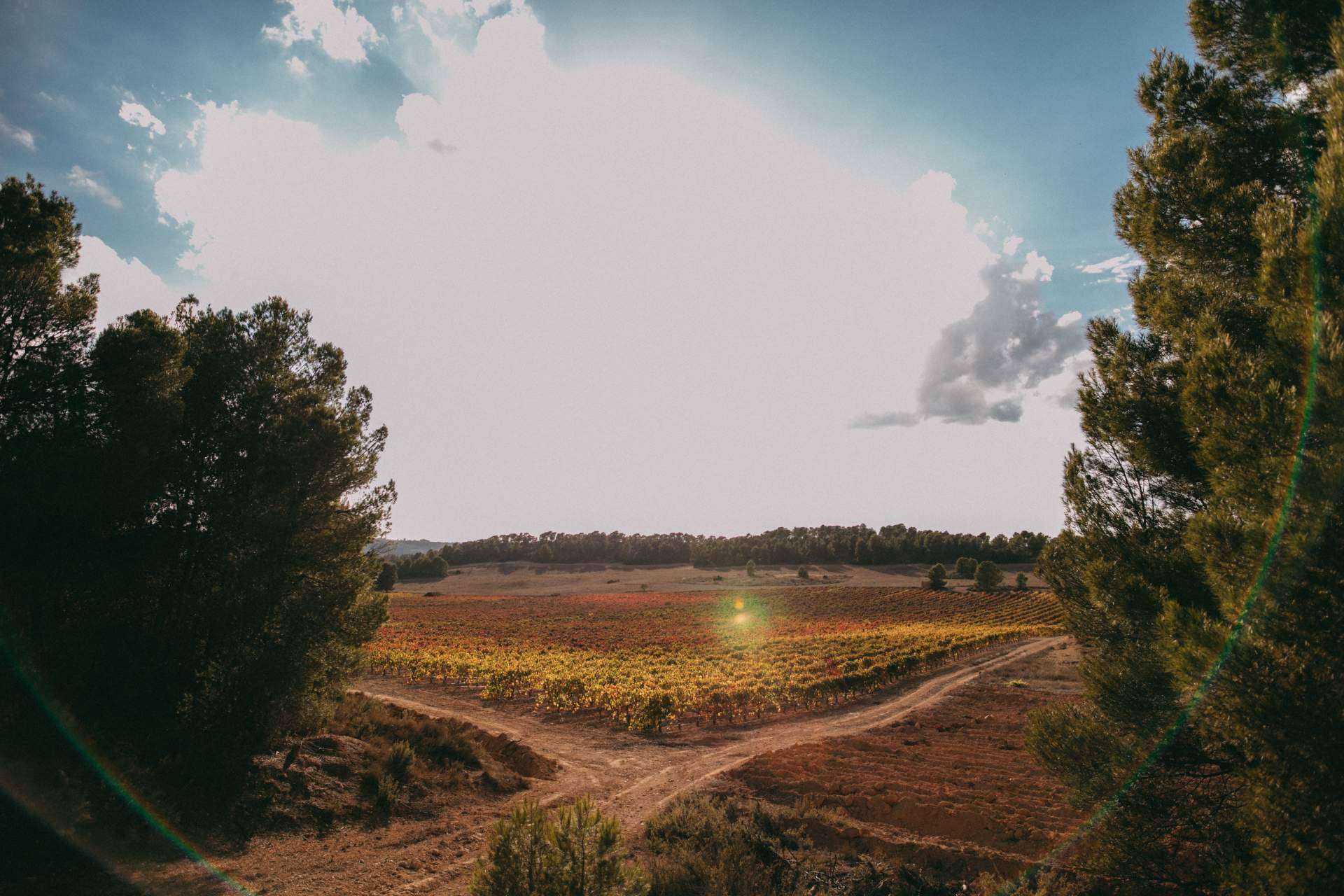 Bodegas Vegalfaro aporta una personalidad única a sus vinos con el cultivo ecológico
