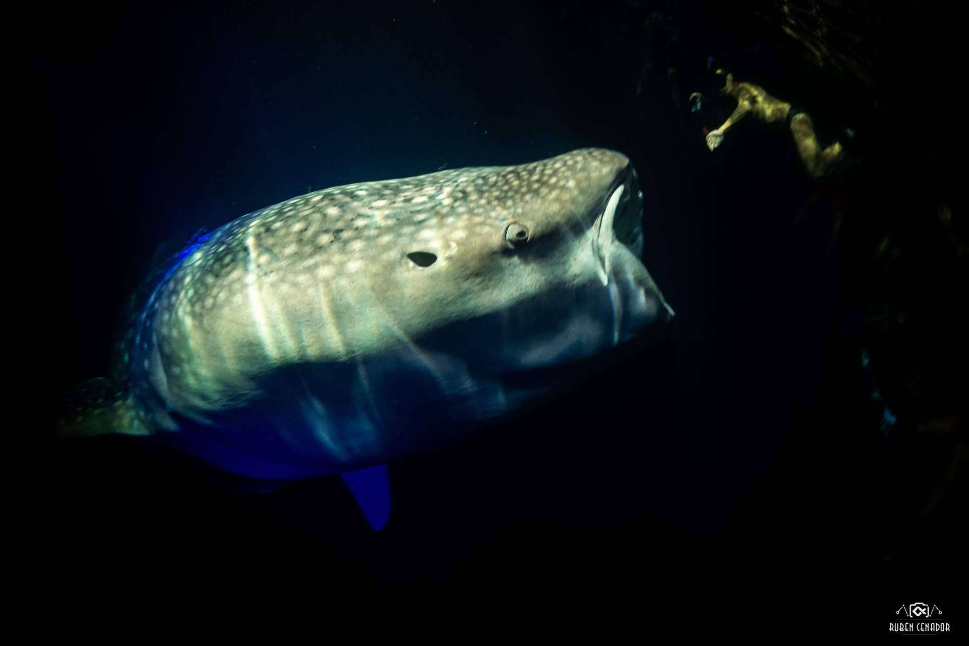 SevenBlue ofrece experiencias de buceo con tiburones