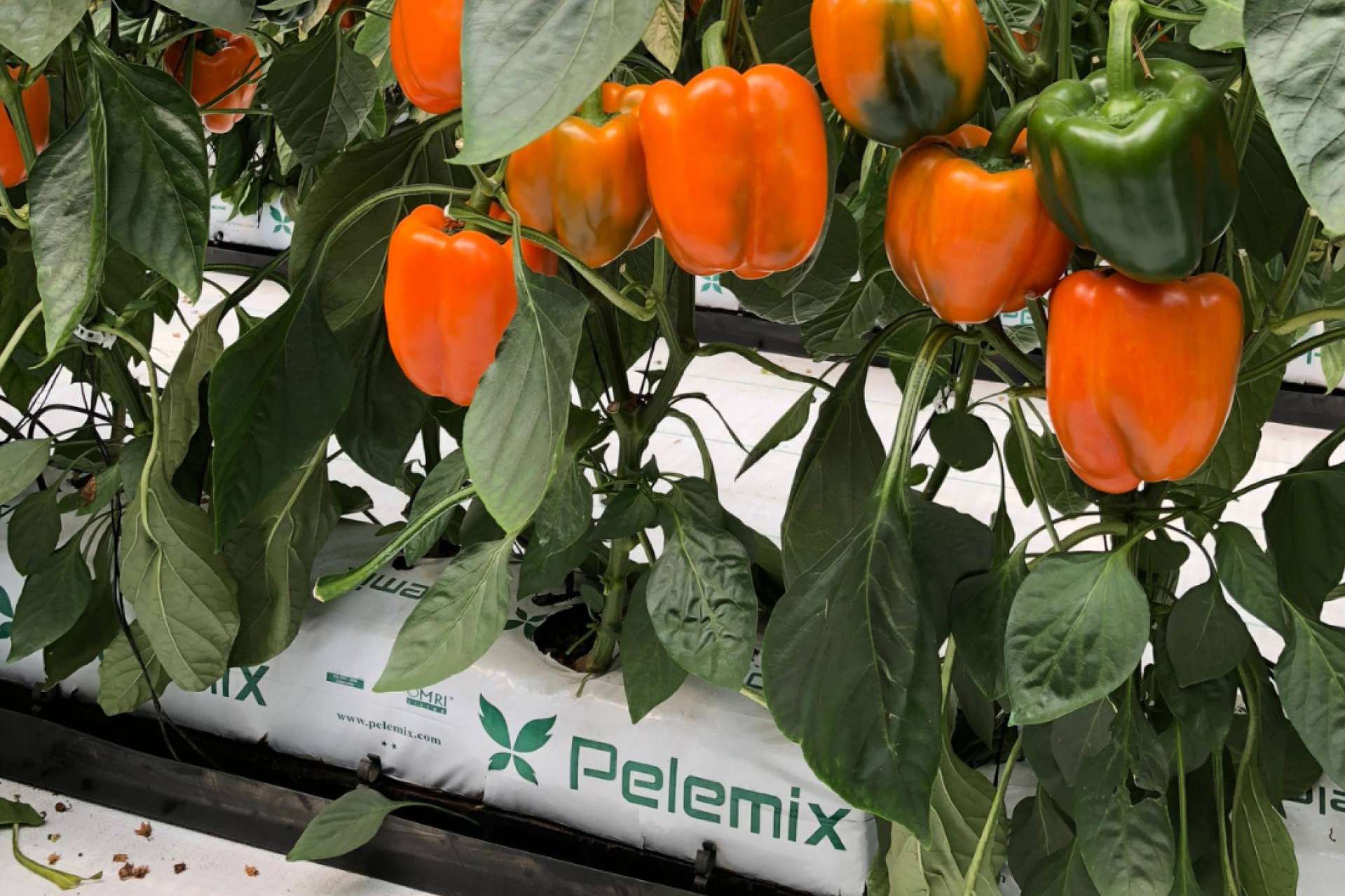 Recomendaciones esenciales para el cultivo de hortalizas con bolsas de cultivo, según Pelemix