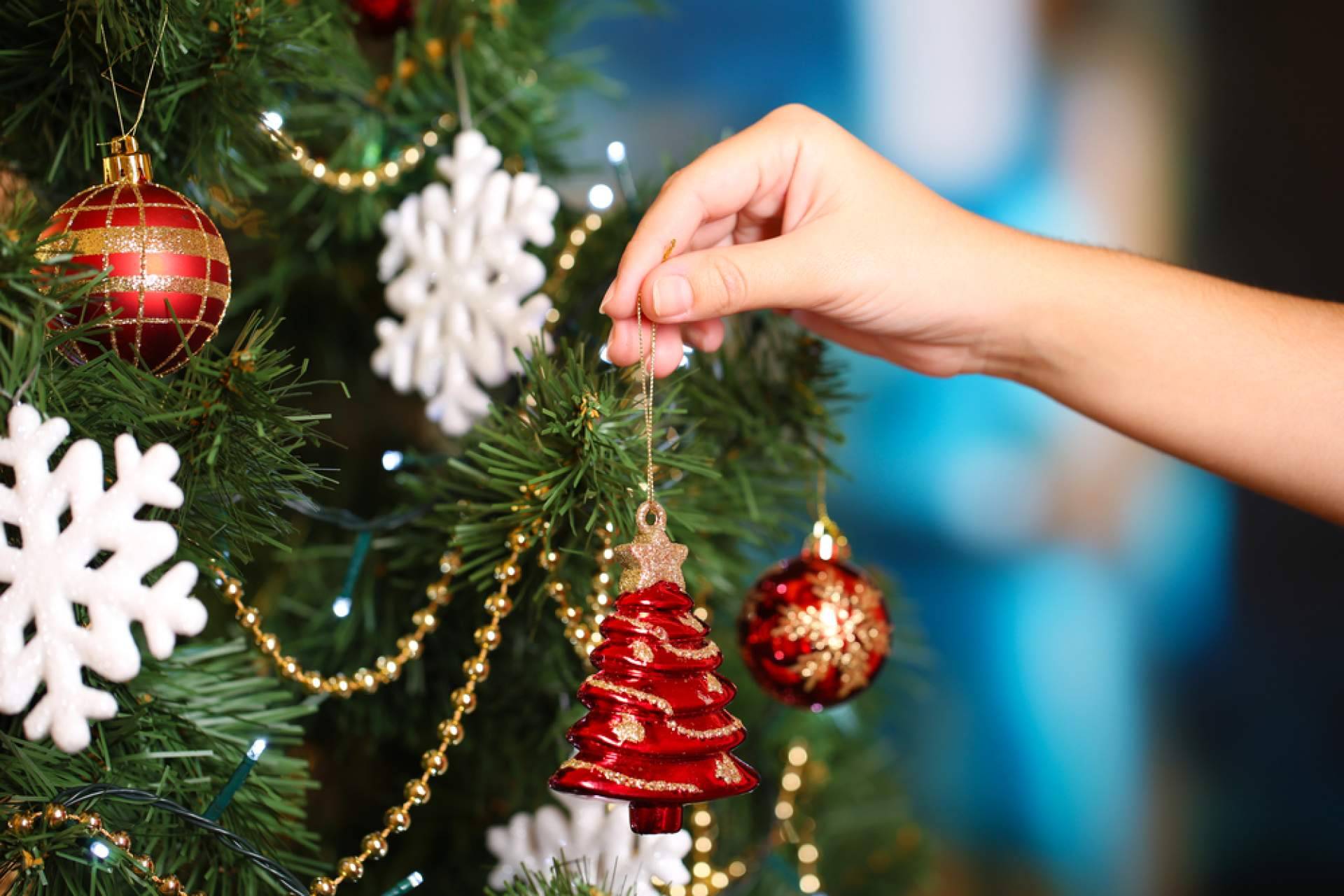 Adquirir árboles de Navidad naturales de la mano de Navet