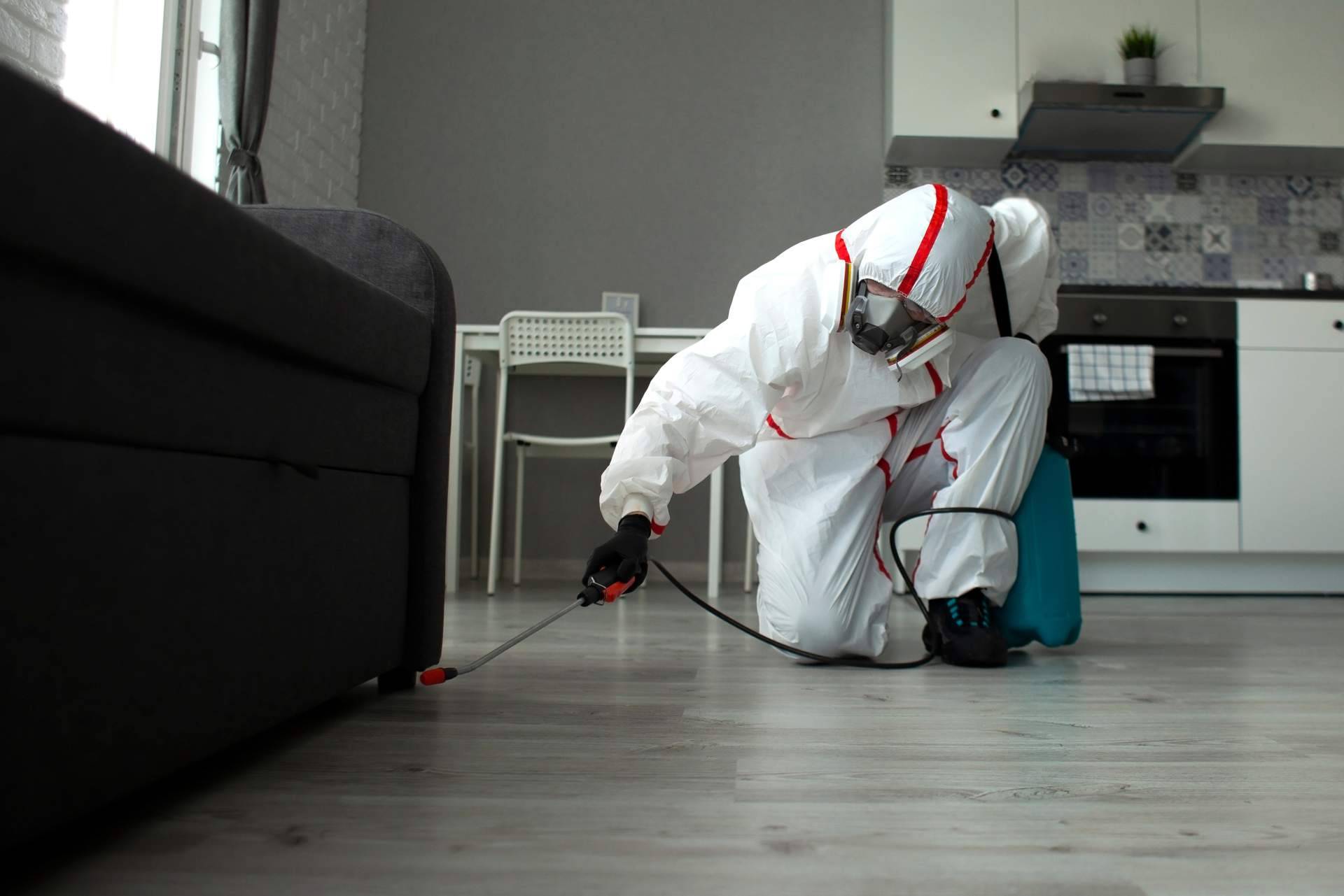 El desenfrenado aumento de las plagas de insectos y roedores en la Comunidad de Madrid en 2023