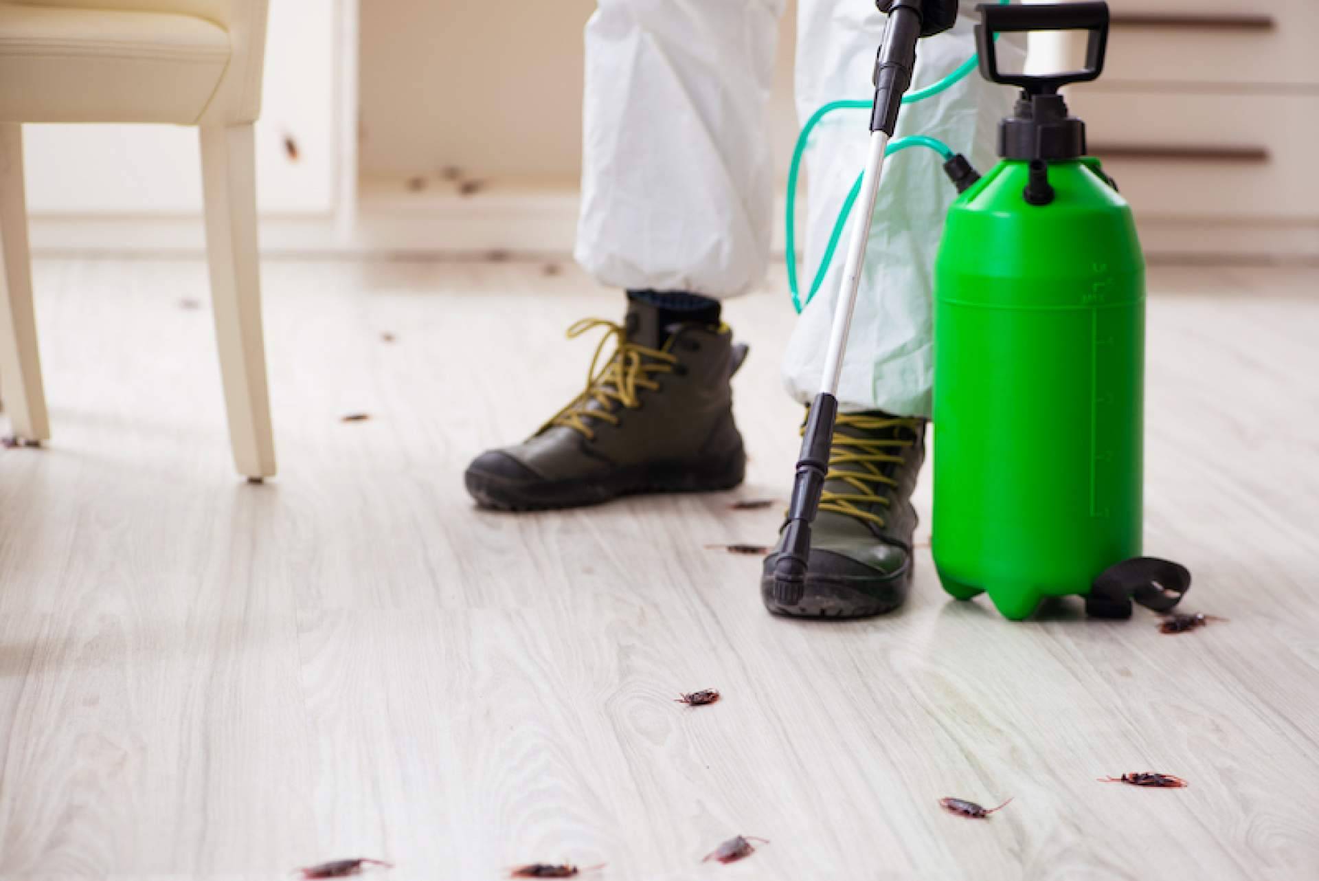 Expertos en desinfección y control de plagas en madera, con Quipons