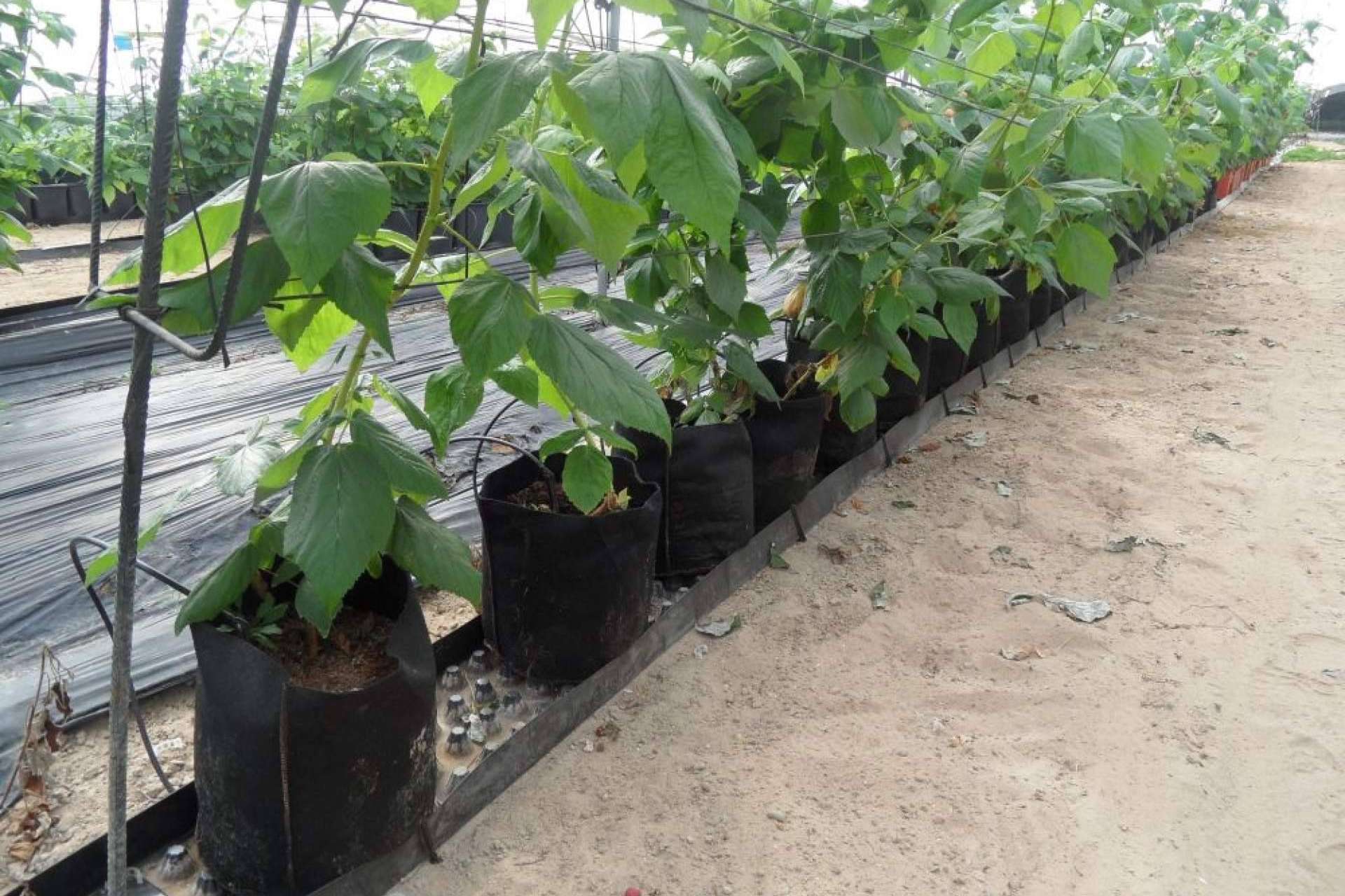 Los beneficios de los sacos de cultivo de Floratex para productores