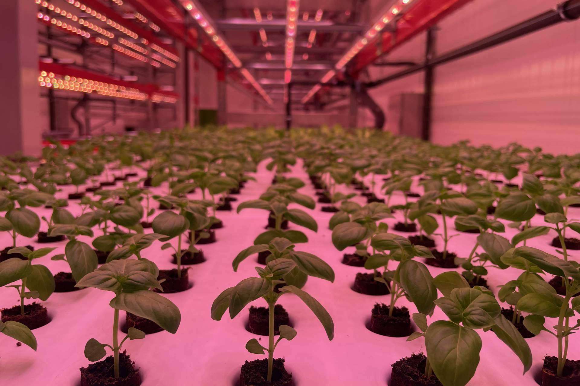 La unidad de captura directa de aire de Skytree para una producción de dióxido de carbono más sostenible, adoptada por Néboda Farms