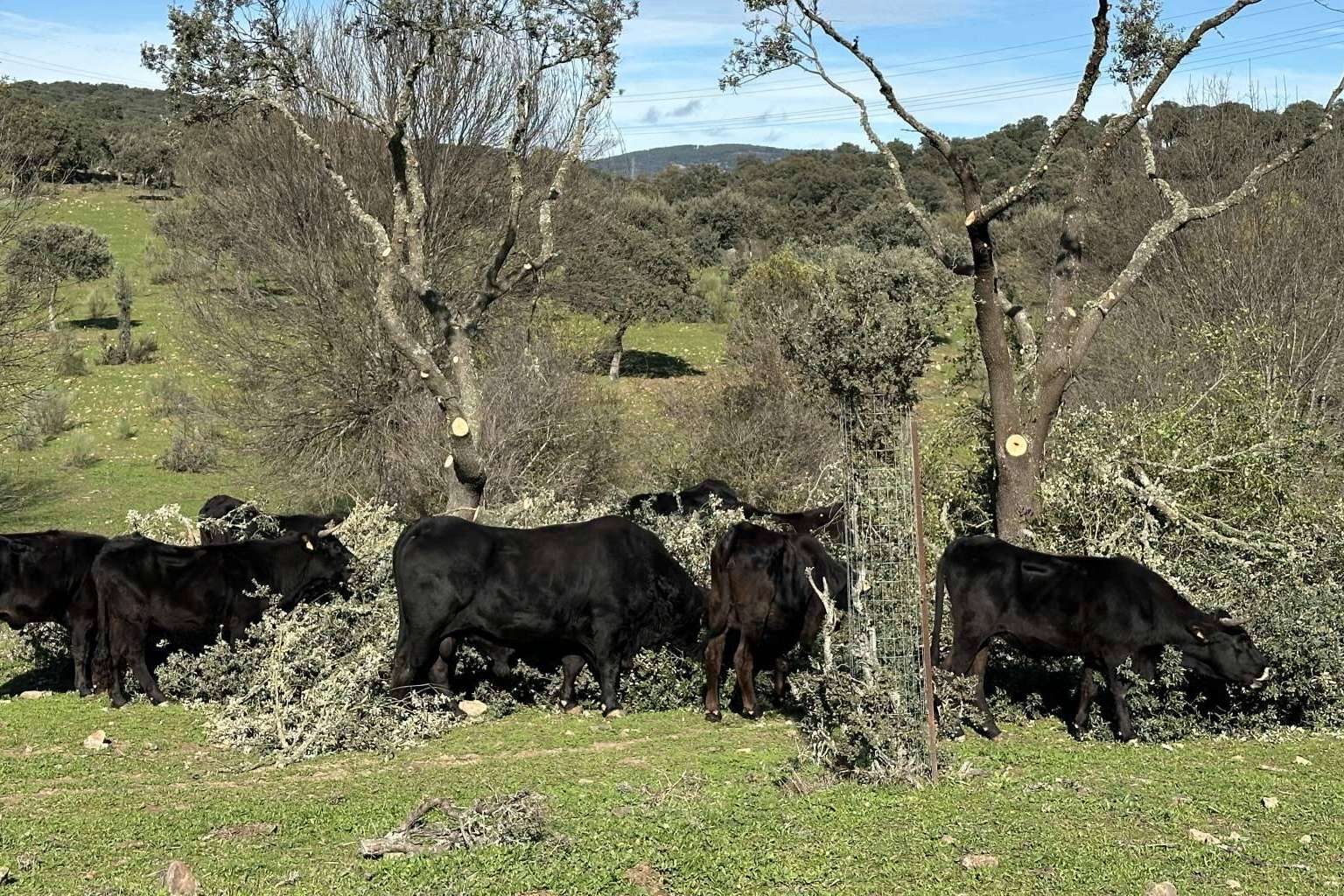 Descubriendo el proyecto Razas Nostras