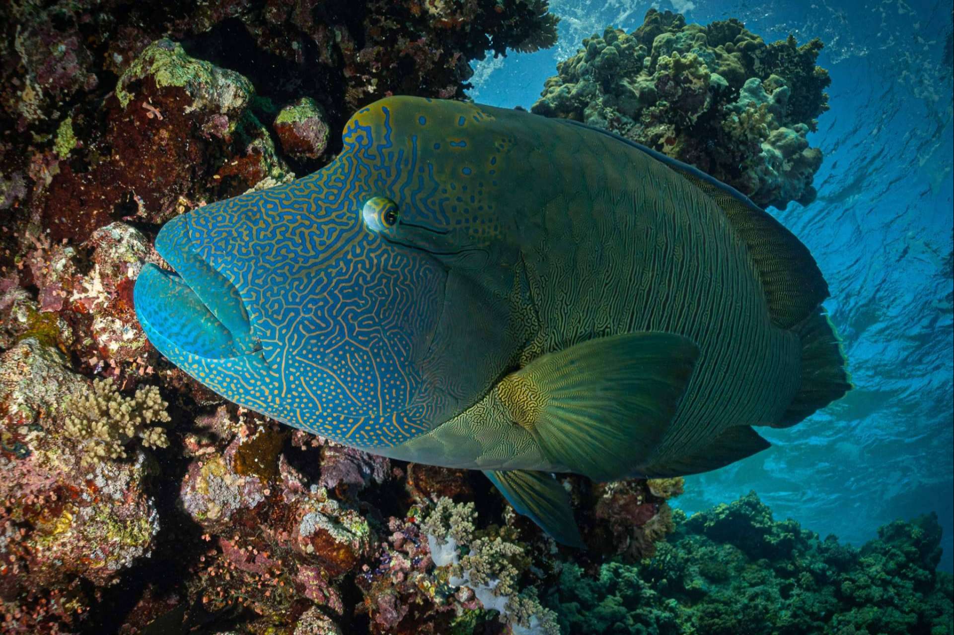 Los expertos de Seven Blue ayudan a conocer todos los secretos del fondo marino