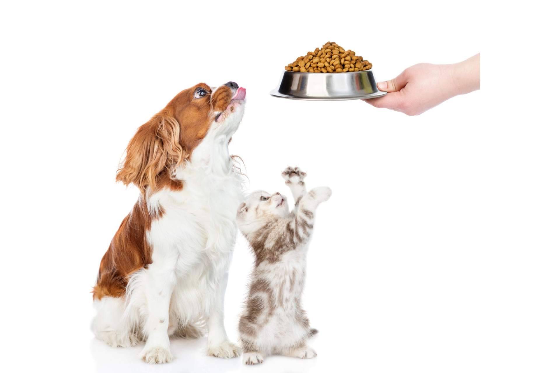 Can Xana y los beneficios de la comida para perros y gatos que ofrecen