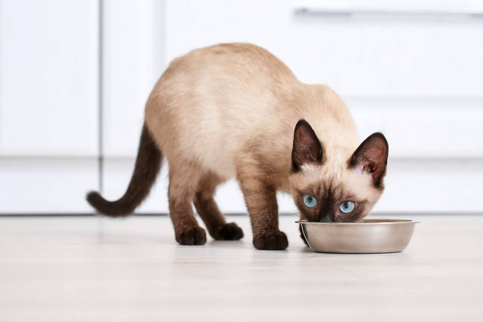 Los beneficios de la receta hipoalergénica de NaturWild Stream Recipe para gatos, formulada para carnívoros estrictos
