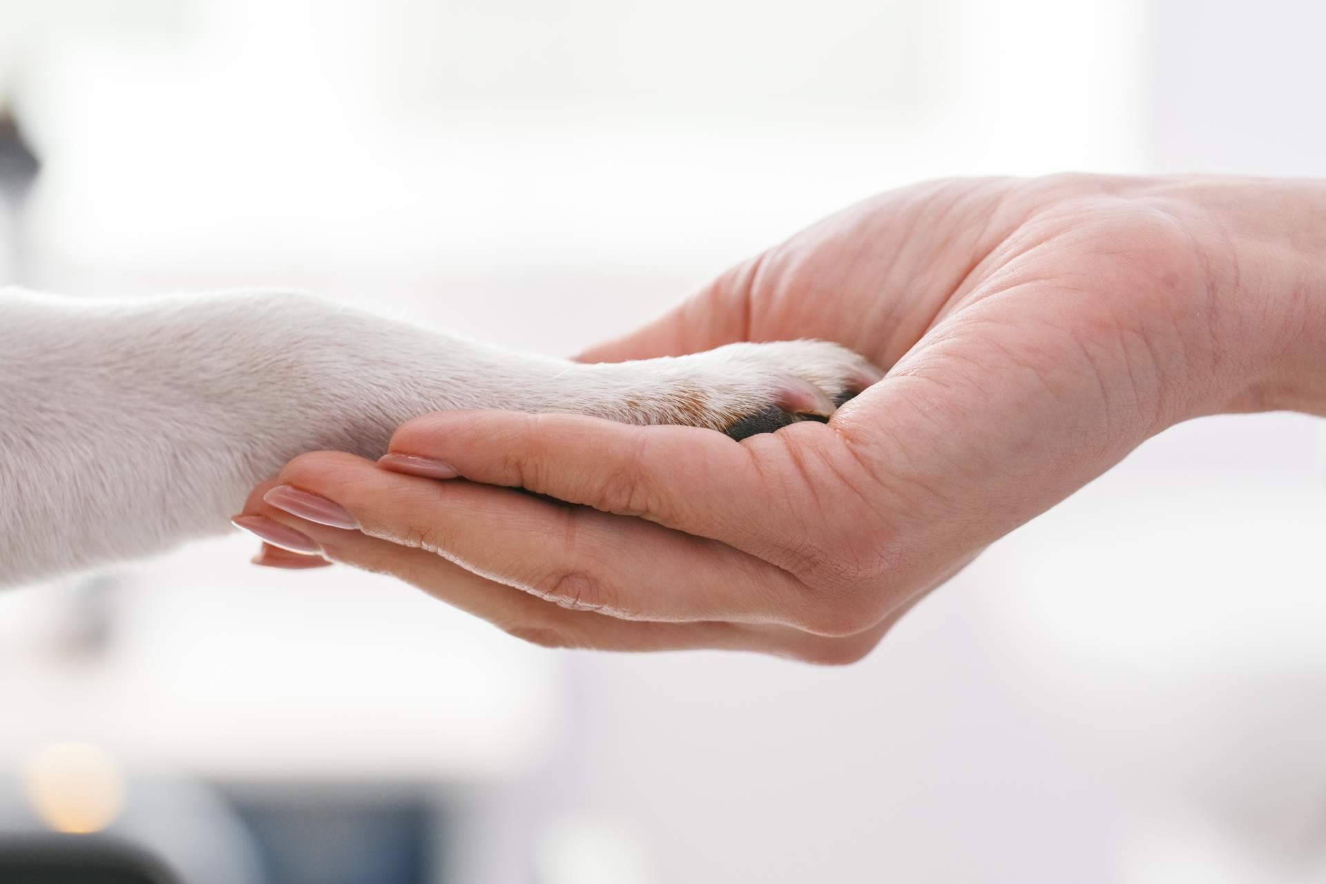 Salud y bienestar animal con Clínica Veterinaria Leganés Norte