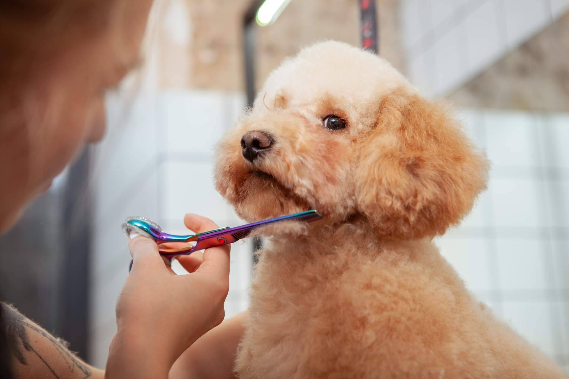 Narval Mascotas y sus servicios de peluquería canina y felina en Leganés