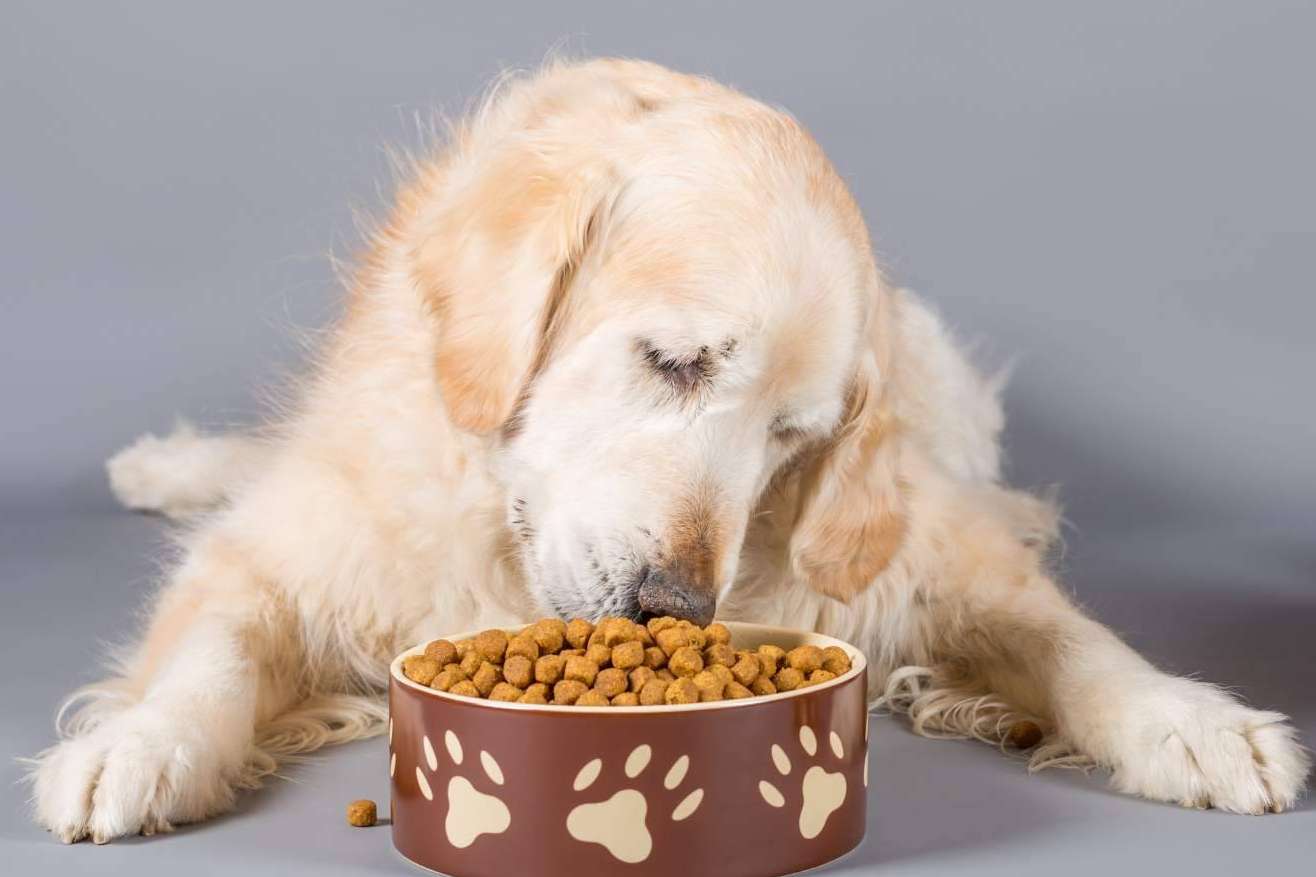 Nutrición sobresaliente para el compañero peludo; descubrir el pienso para perros adultos de Era Pet Food