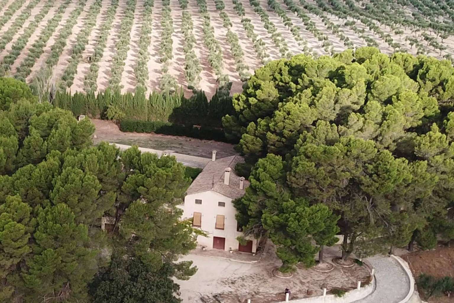 El aceite de oliva virgen extra de la finca Masía Vilaplana