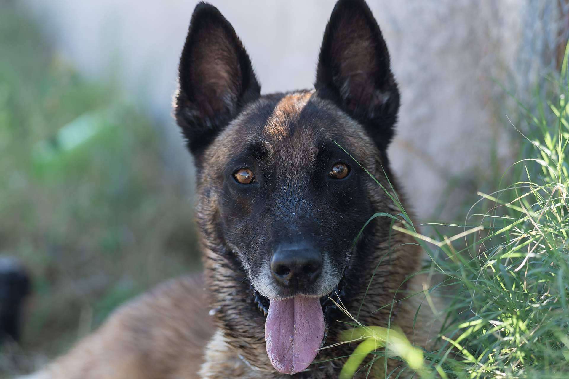 Monte Ida, residencia e instrucción canina en Madrid