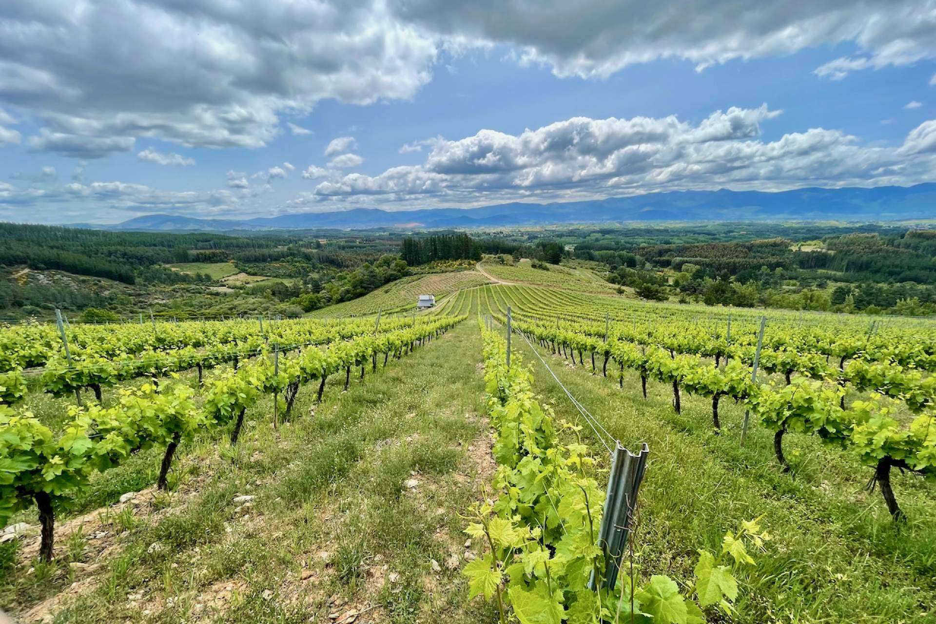 Los viñedos de El Bierzo, un proyecto sostenible e integrado con el medioambiente