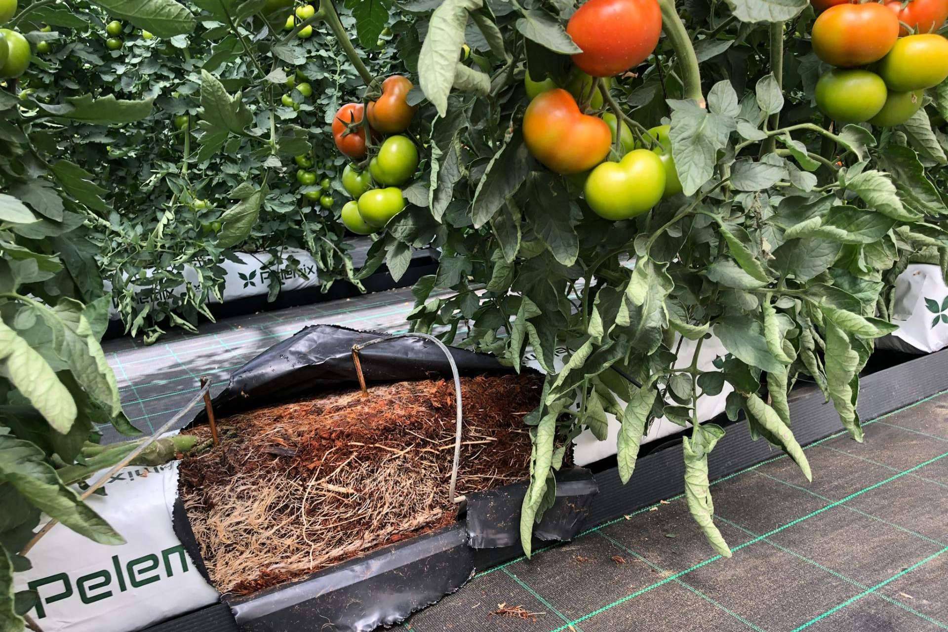 Cultivo de tomates con Pelemix