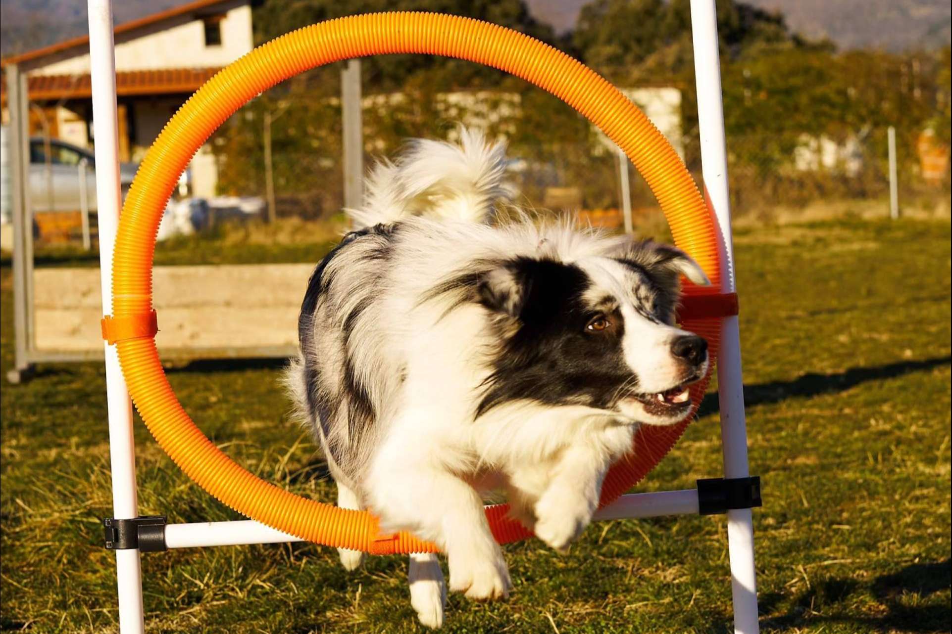 En pleno auge se encuentra la profesión de éxito de adiestrador canino