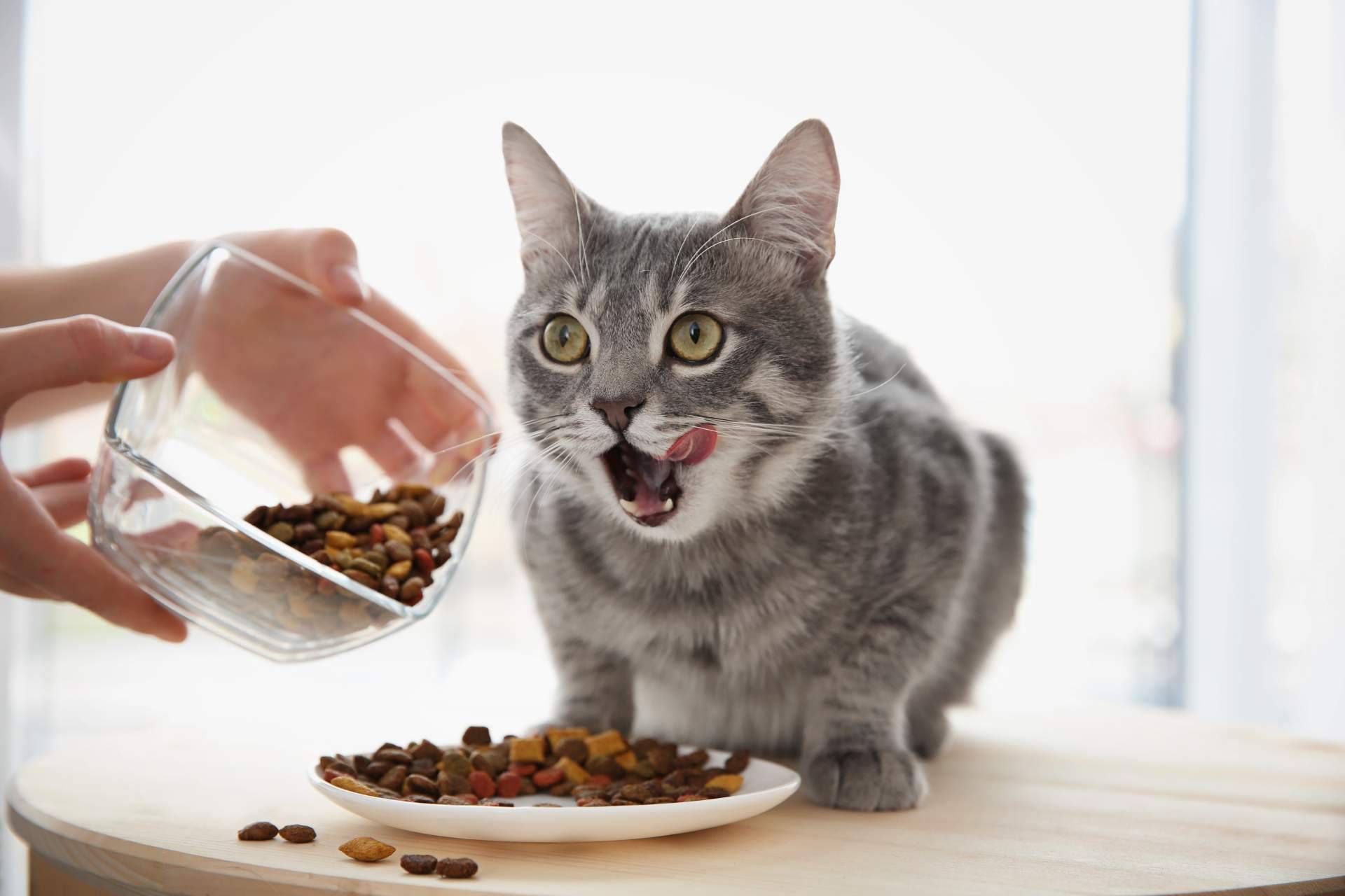 Adquirir pienso para gatos adultos de alta calidad con la firma Era Pet Food