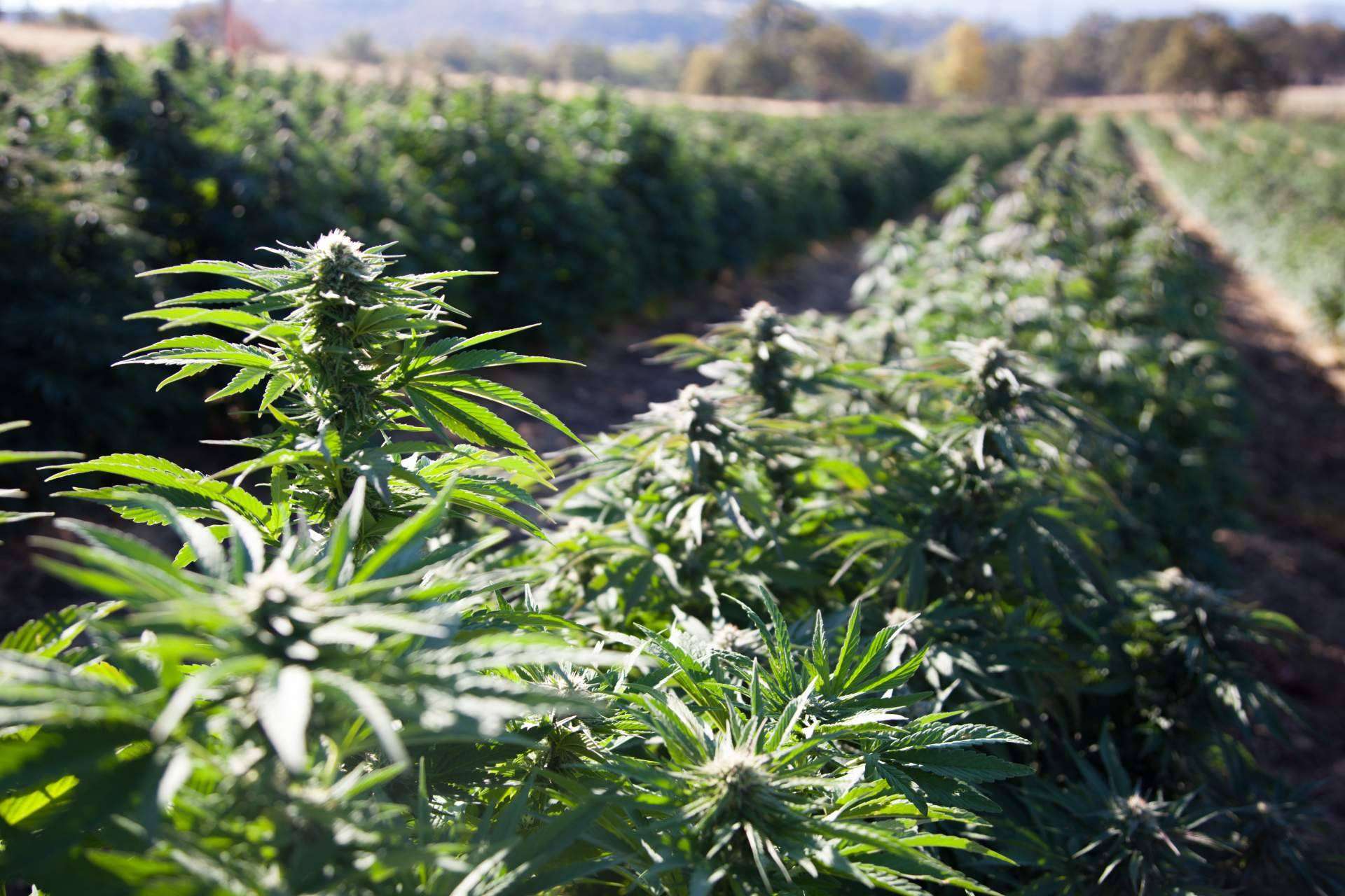 La apuesta por la sostenibilidad, el reciclaje y la biotecnología de South Hemp