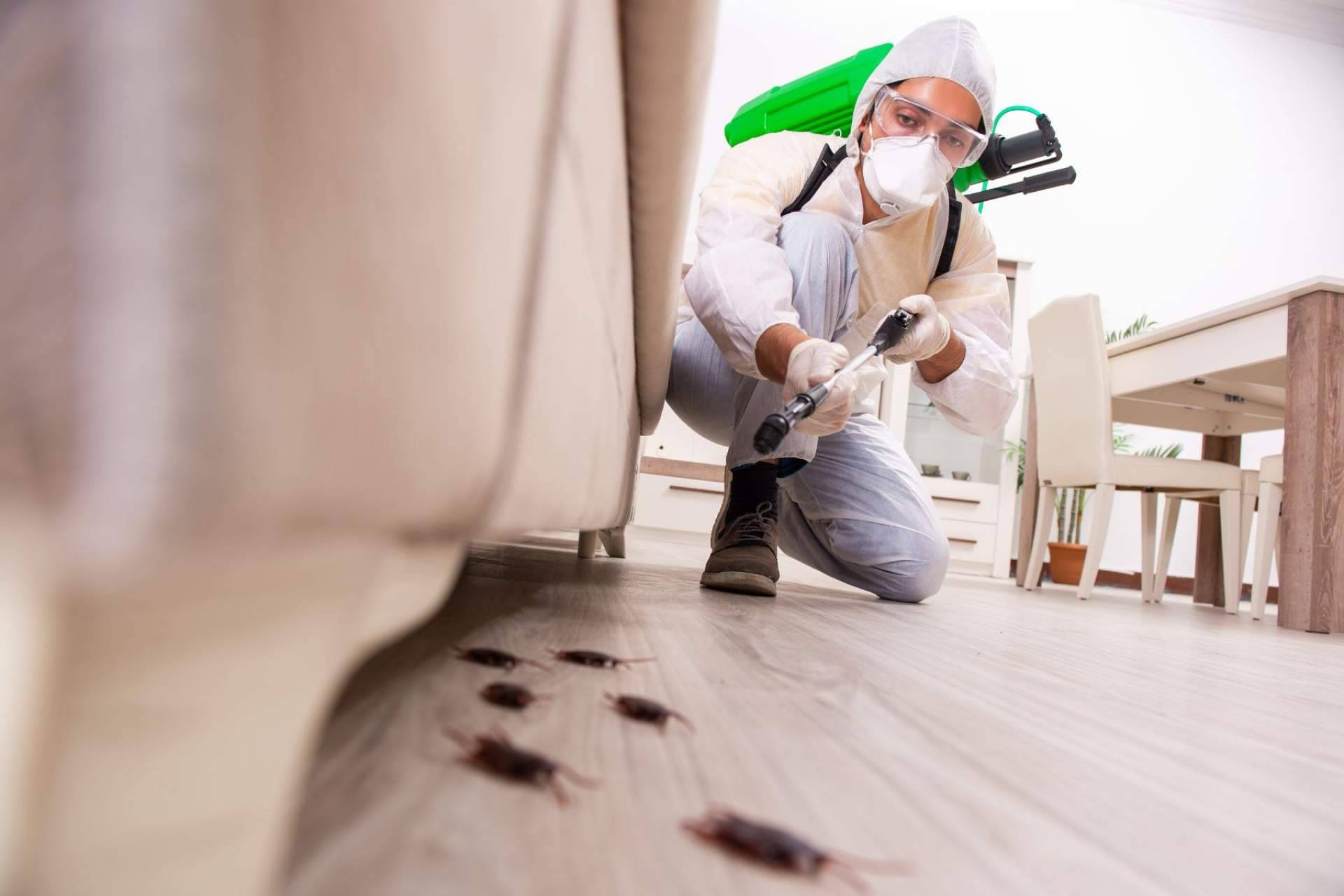 ¿Dónde encontrar expertos en control de plagas, fumigaciones y desinfecciones de todo tipo? Quipons